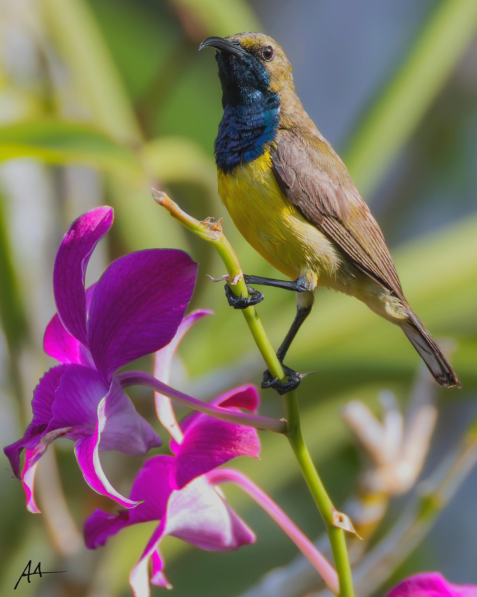 Garden Sunbird