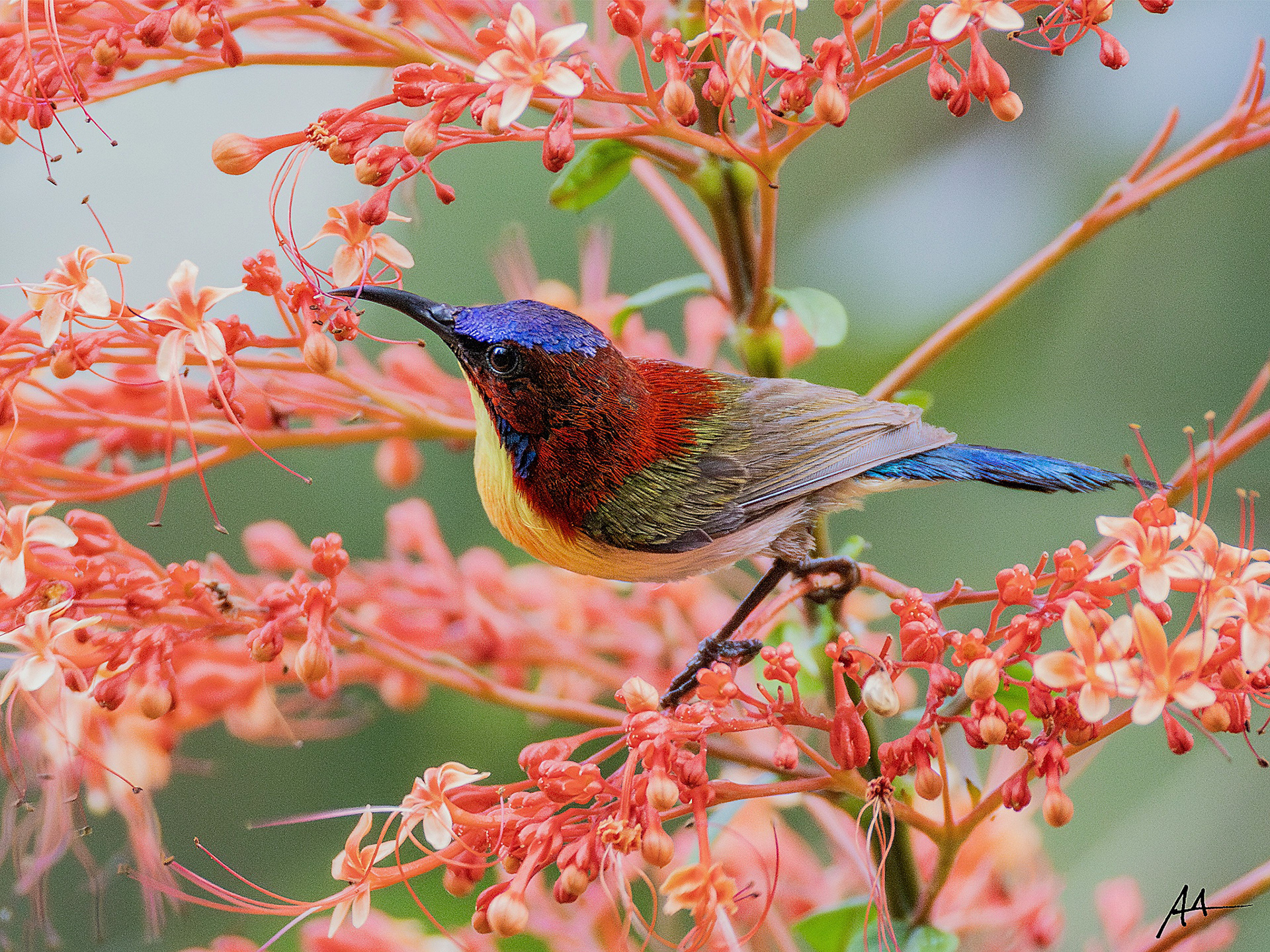 Lovely Sunbird | May 2024 | Coron, Palawan