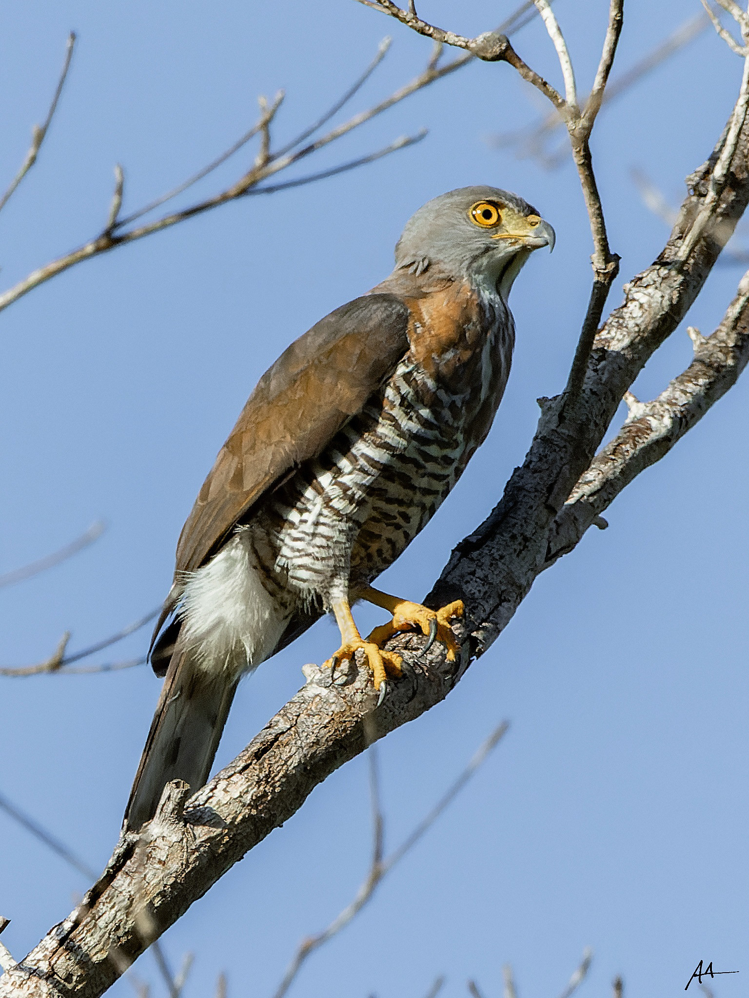 Crested Goshawk | January 2024 | Puerto Princesa, Palawan