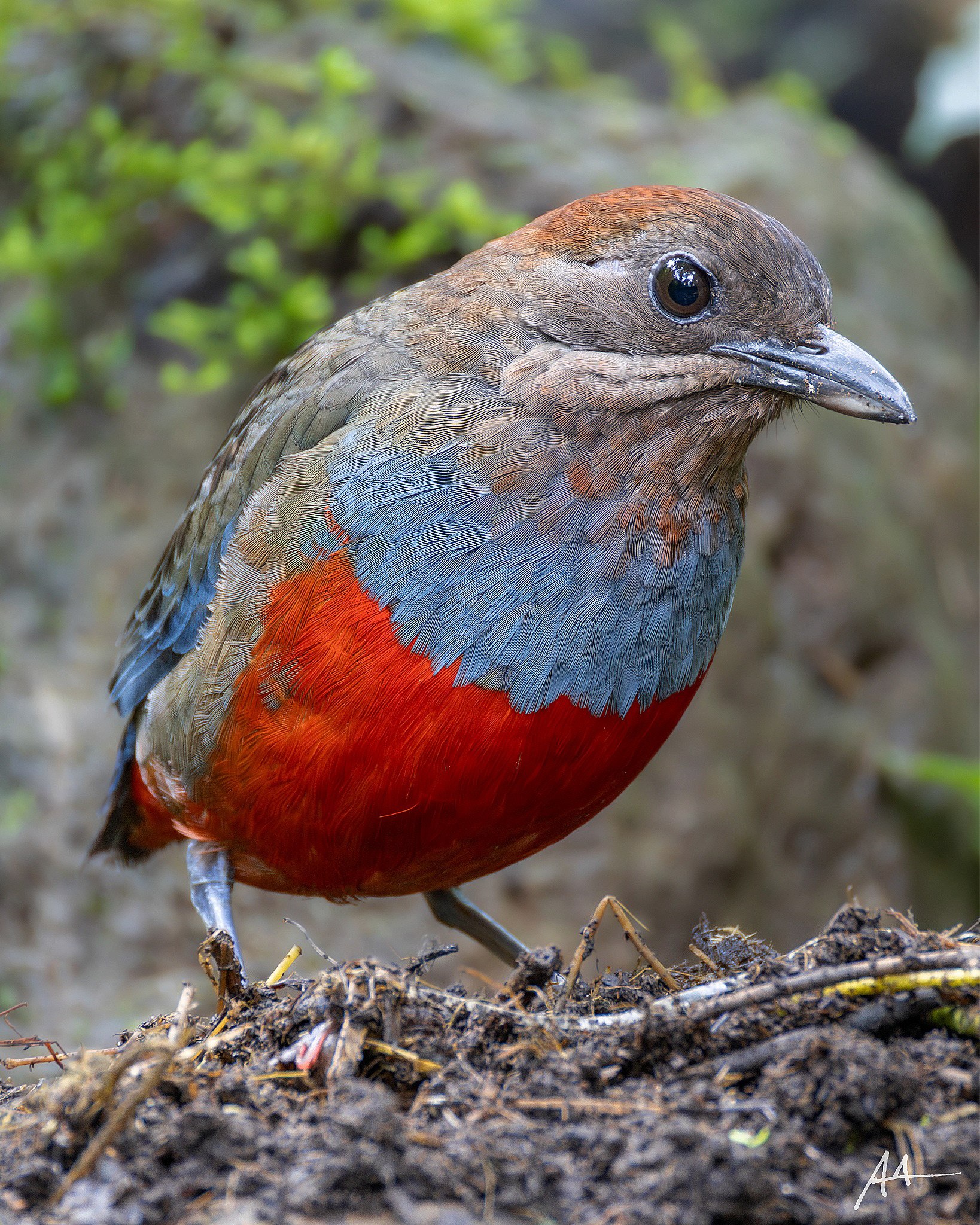 Whiskered Pitta (Female)