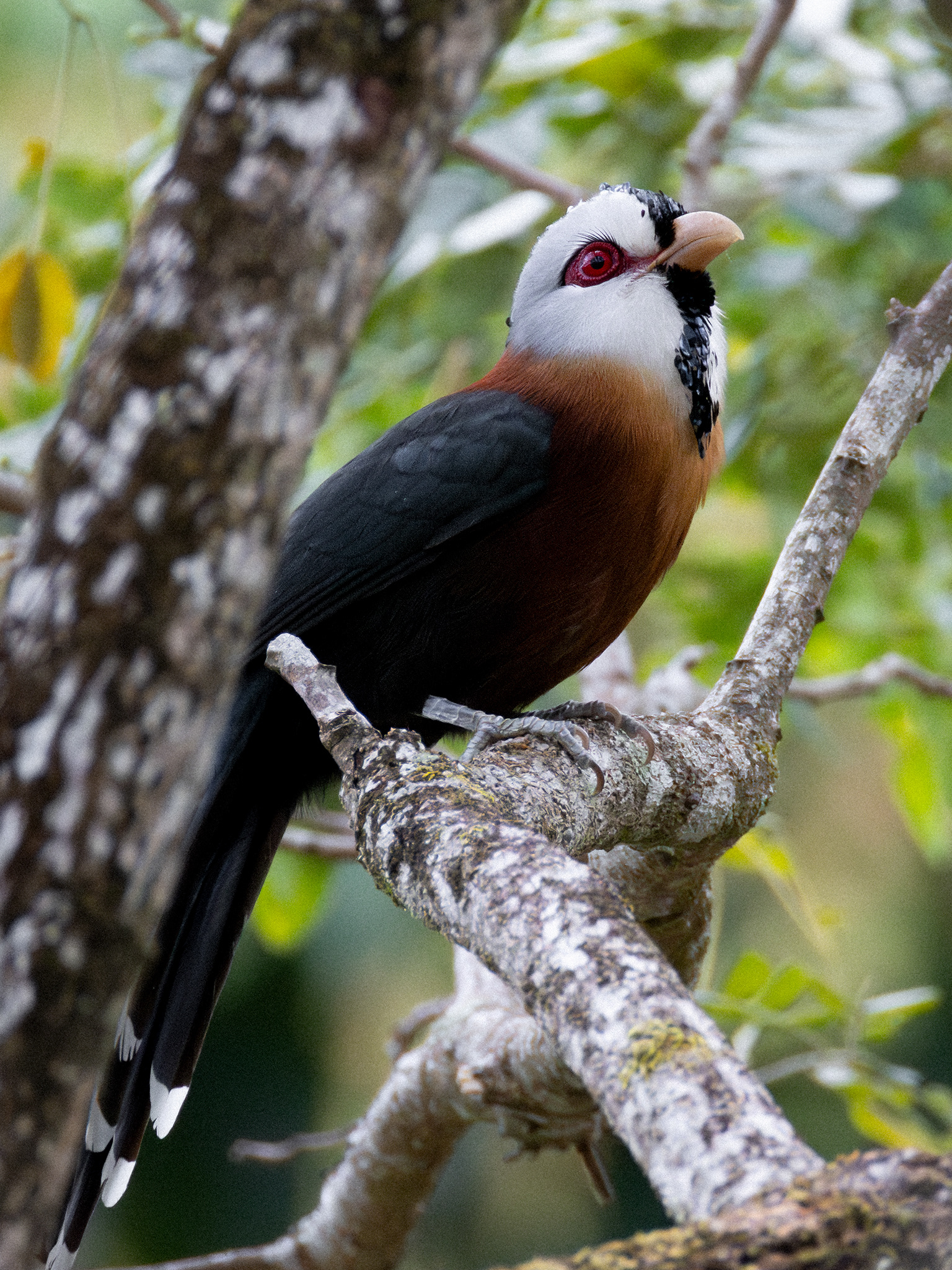 Scale-feathered Malkoha