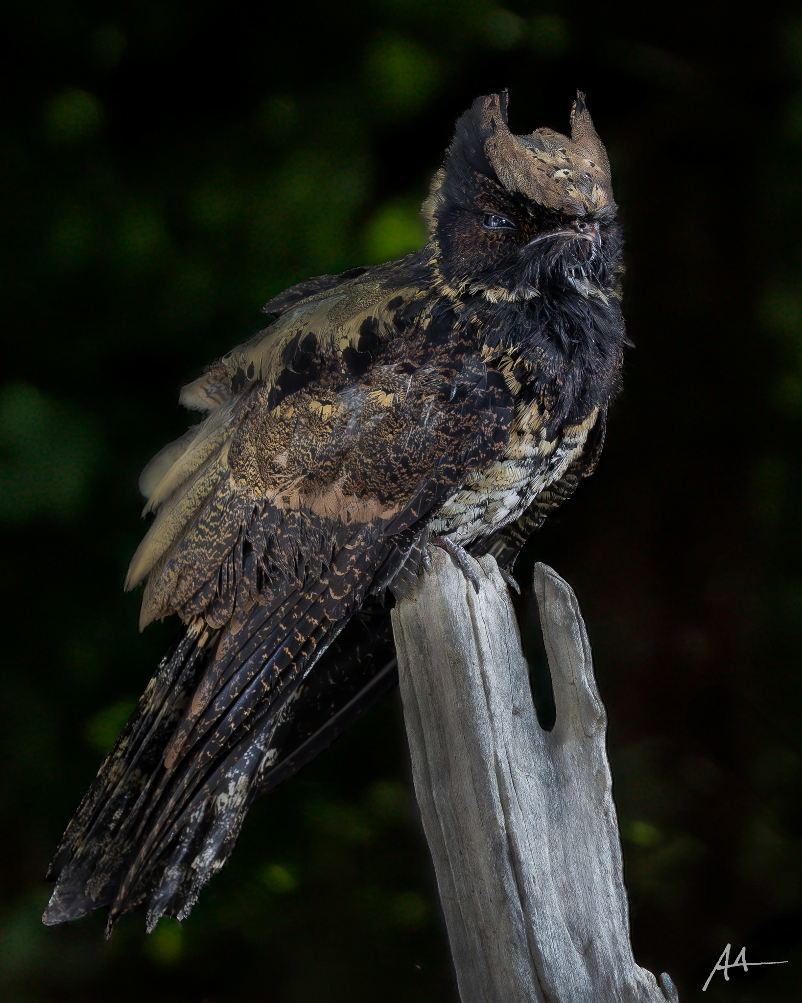 Great-eared Nightjar