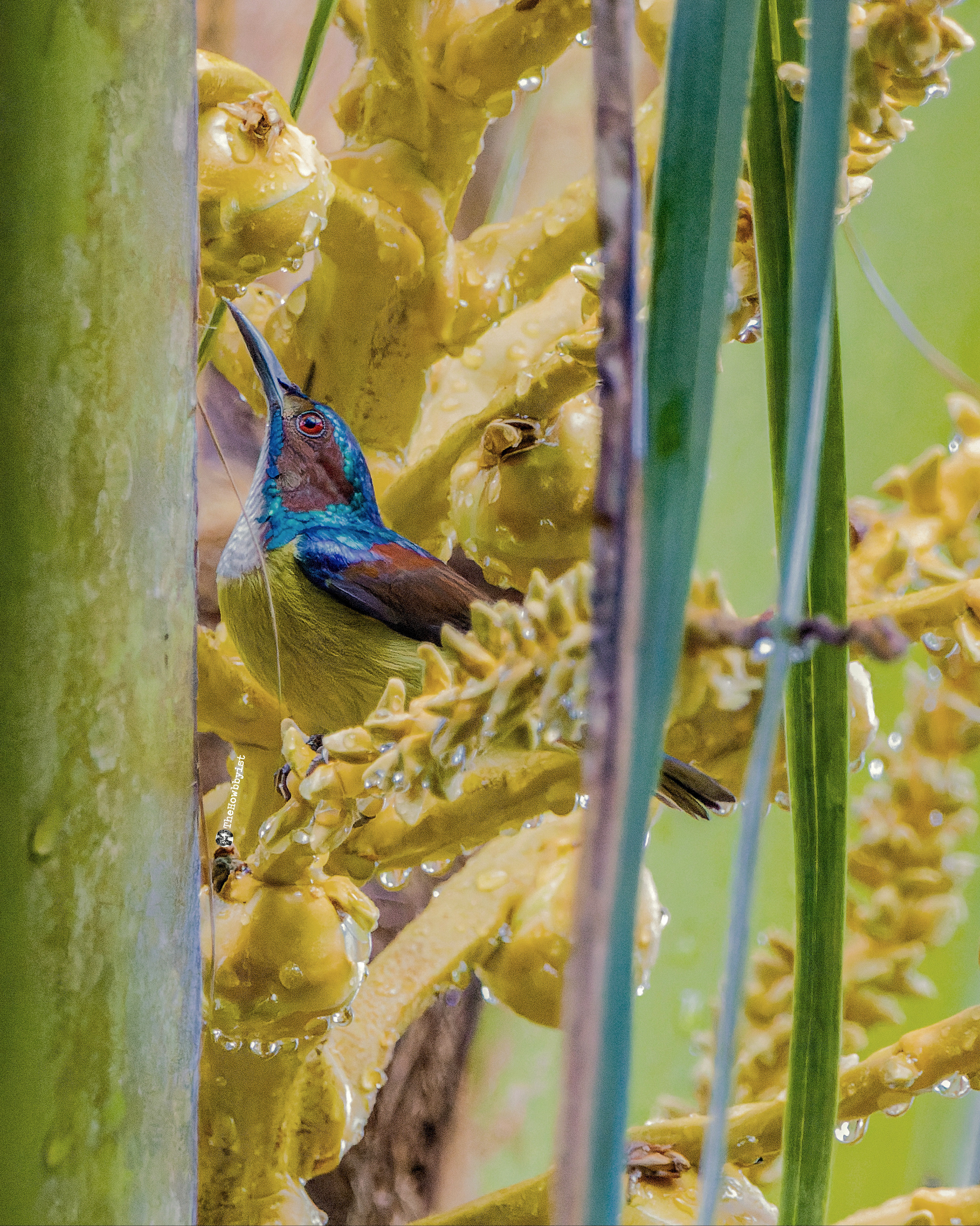 Gray-throated Sunbird