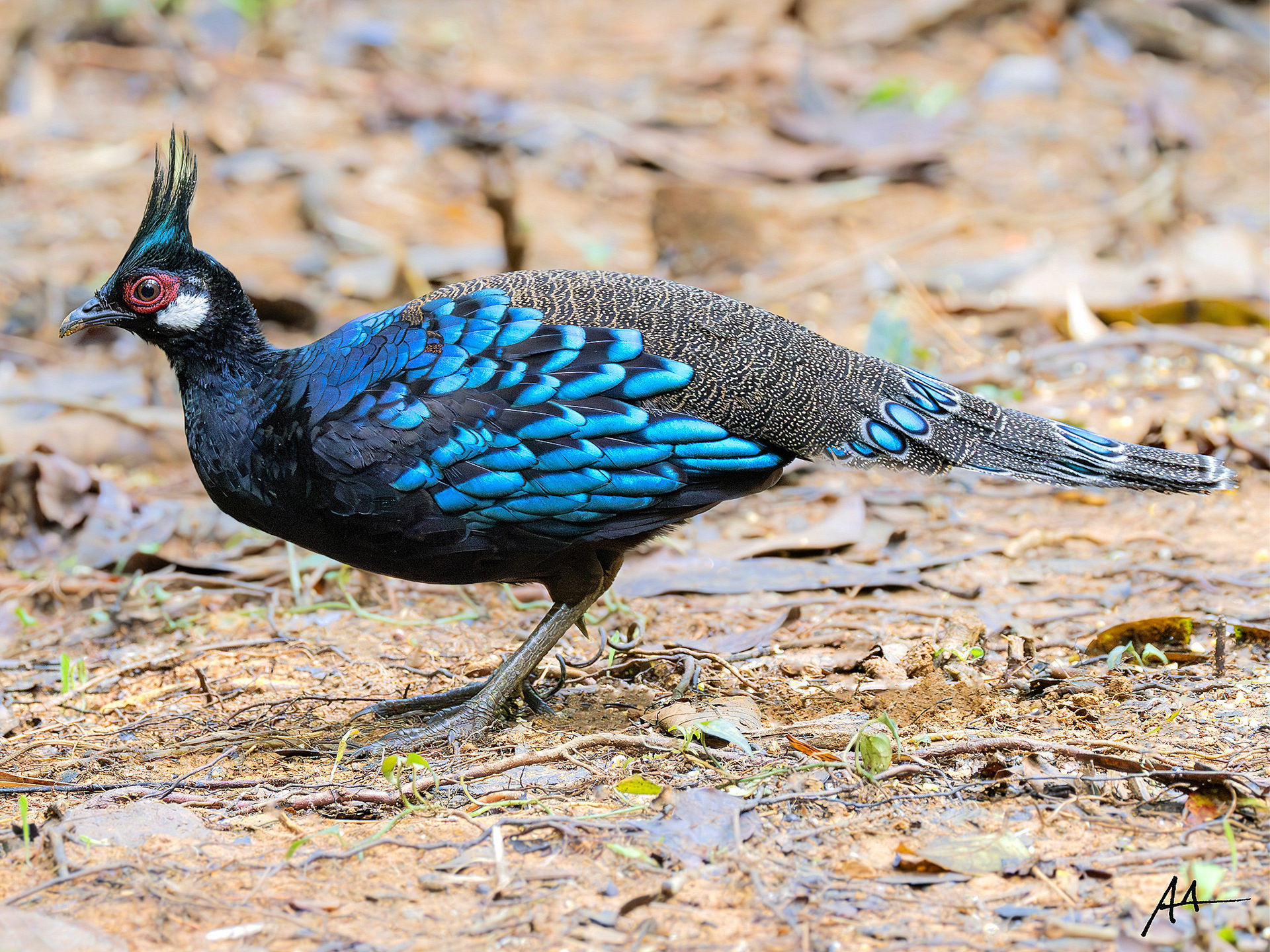 Palawan Peacock Pheasant | January 2025 | Puerto Princesa, Palawan