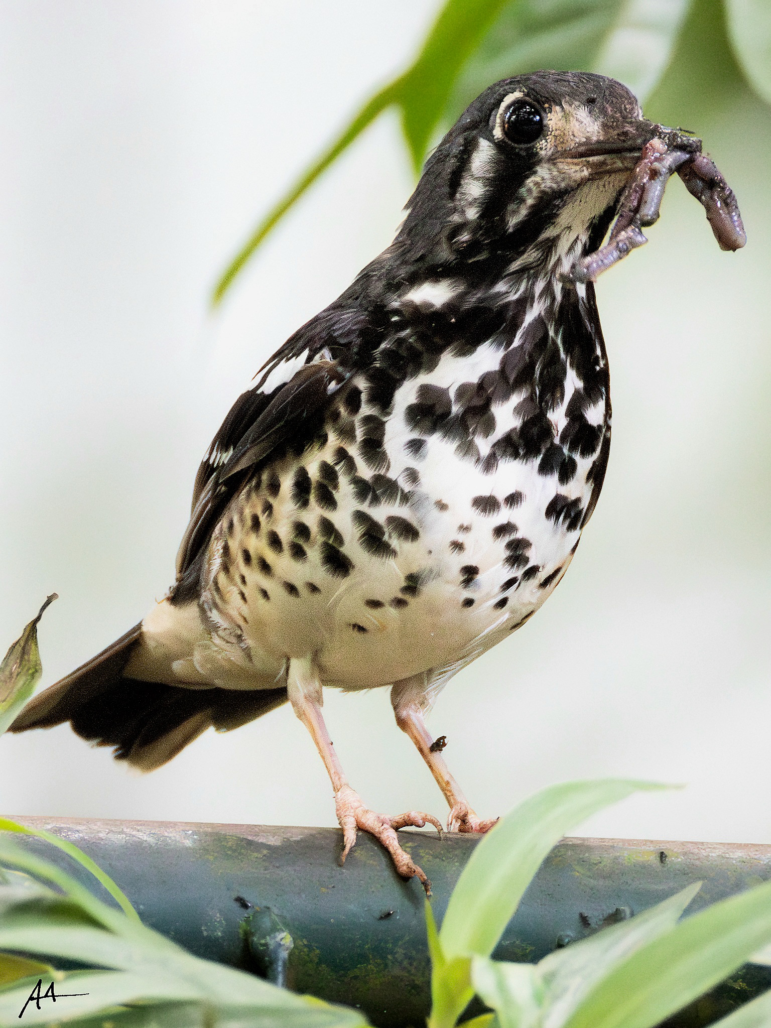 Ashy Ground Thrush