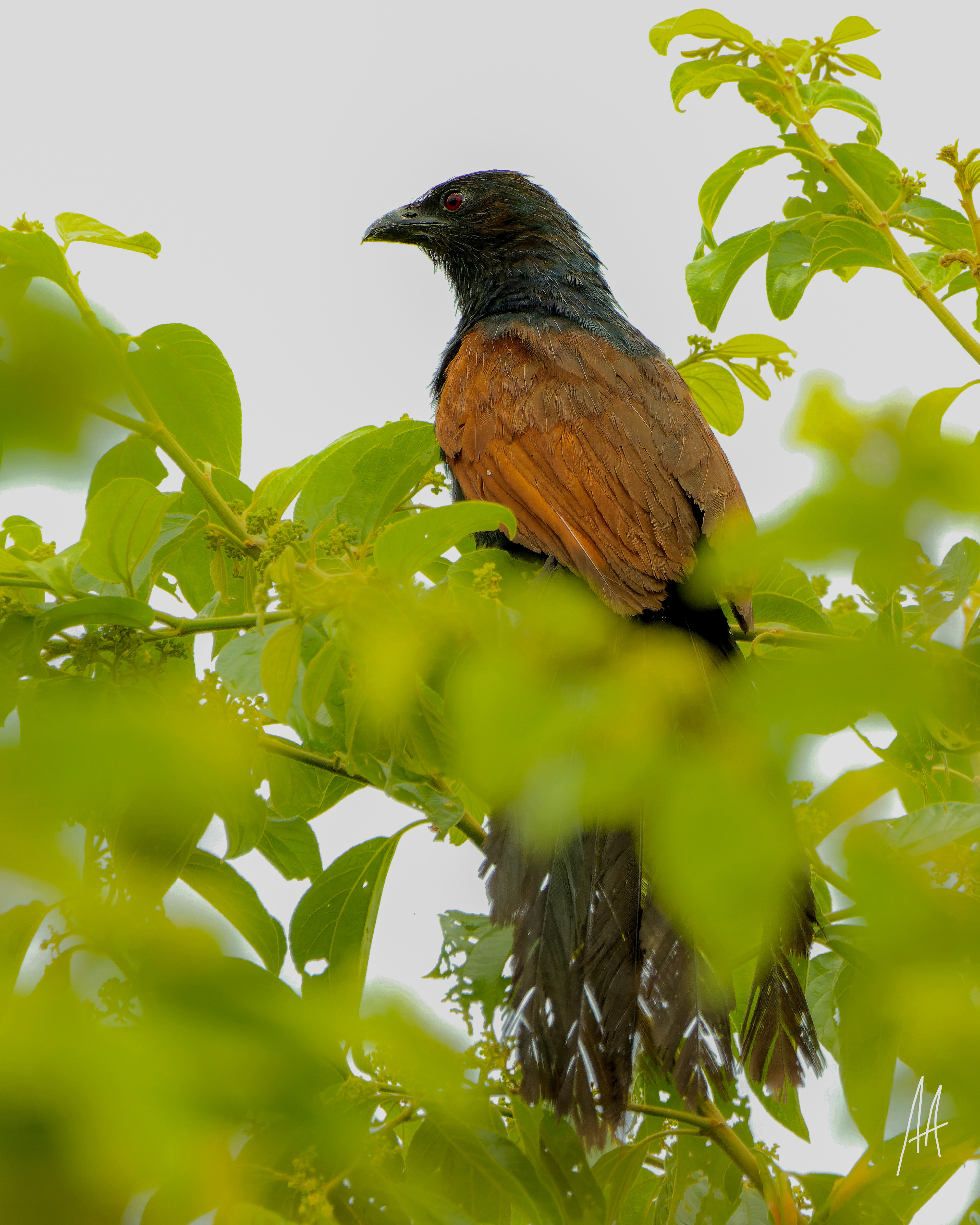 Philippine Coucal