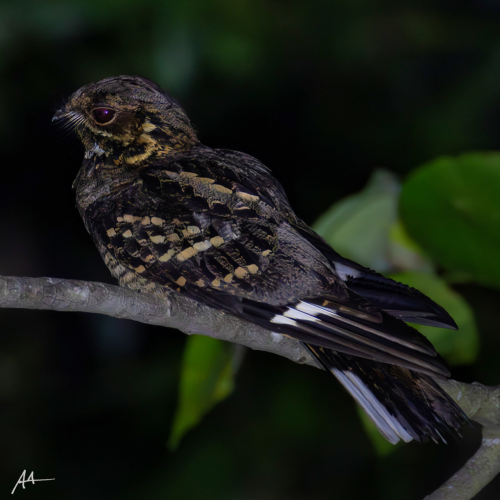 Large-tailed Nightjar