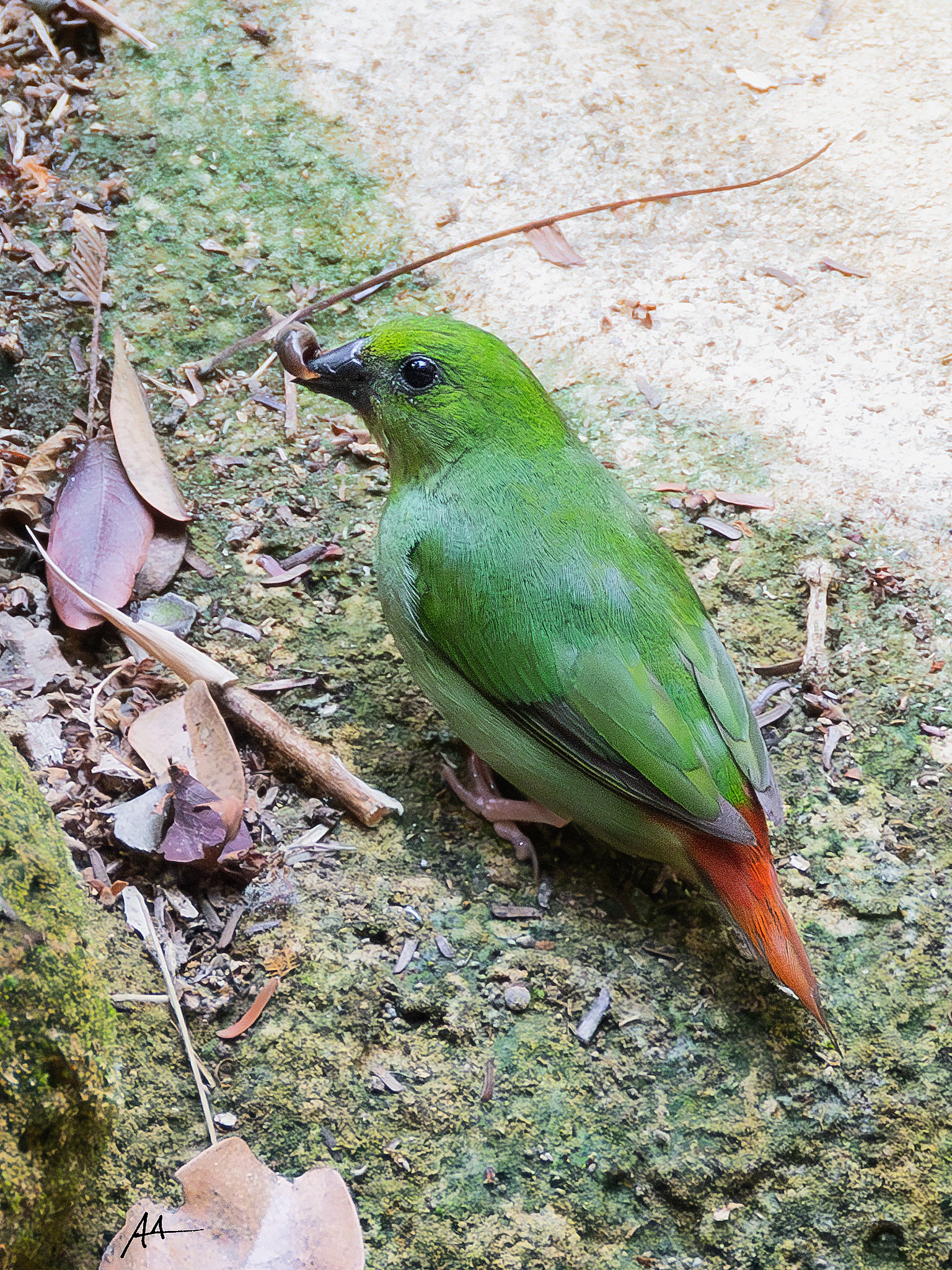 Green-faced Parrotfinch