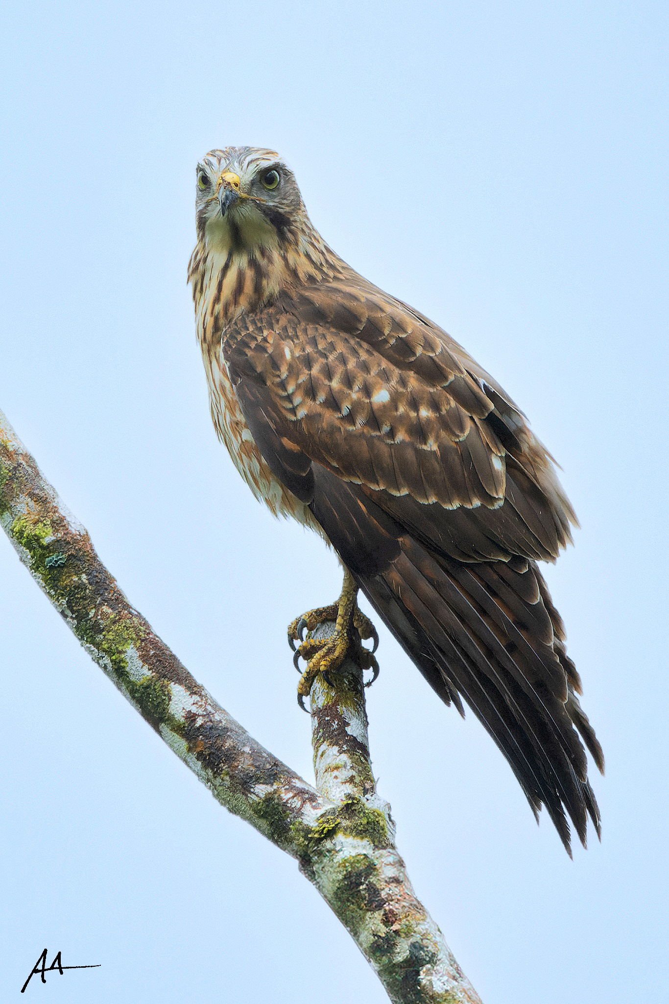 Grey-faced Buzzard