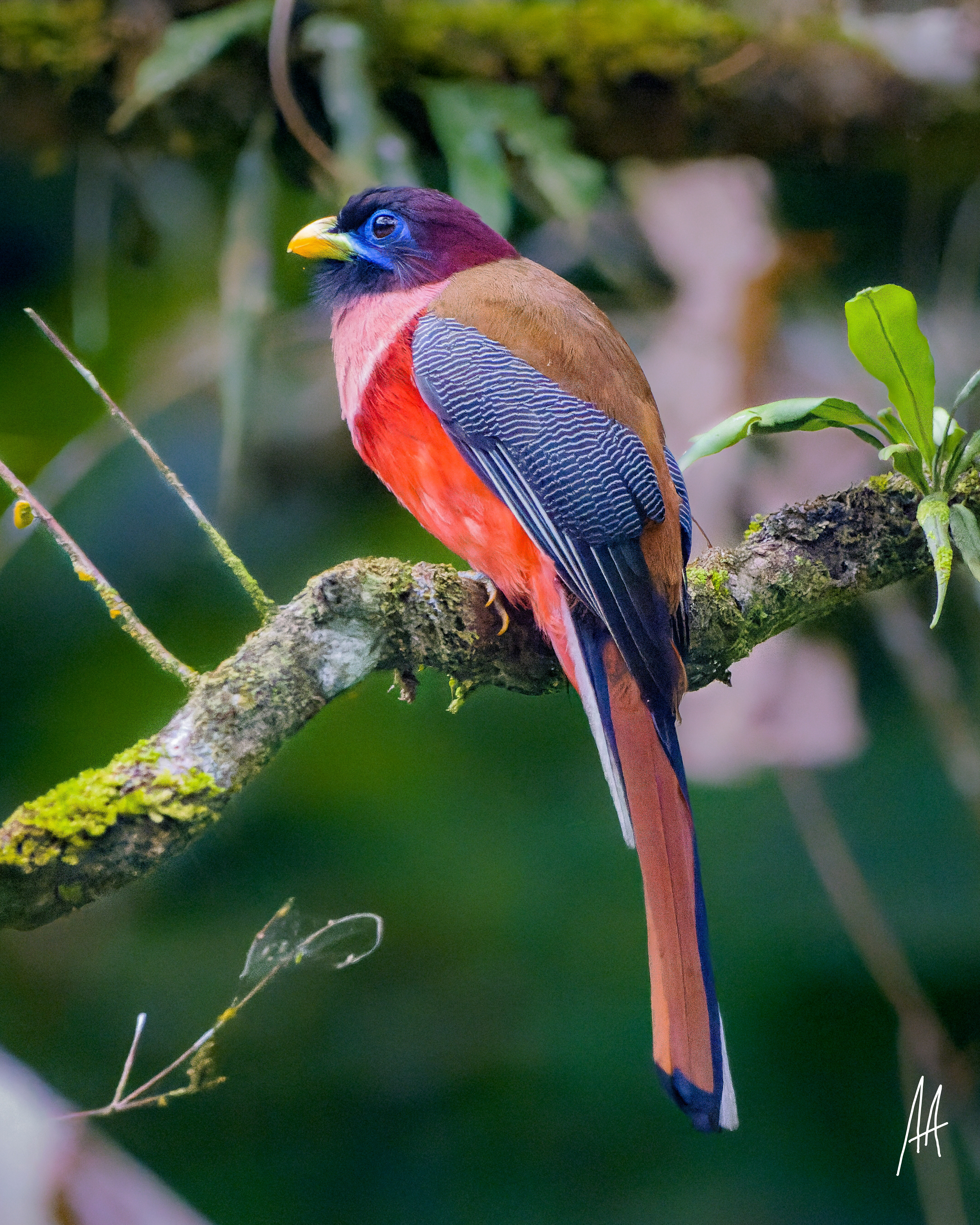 Philippine Trogon (Male)