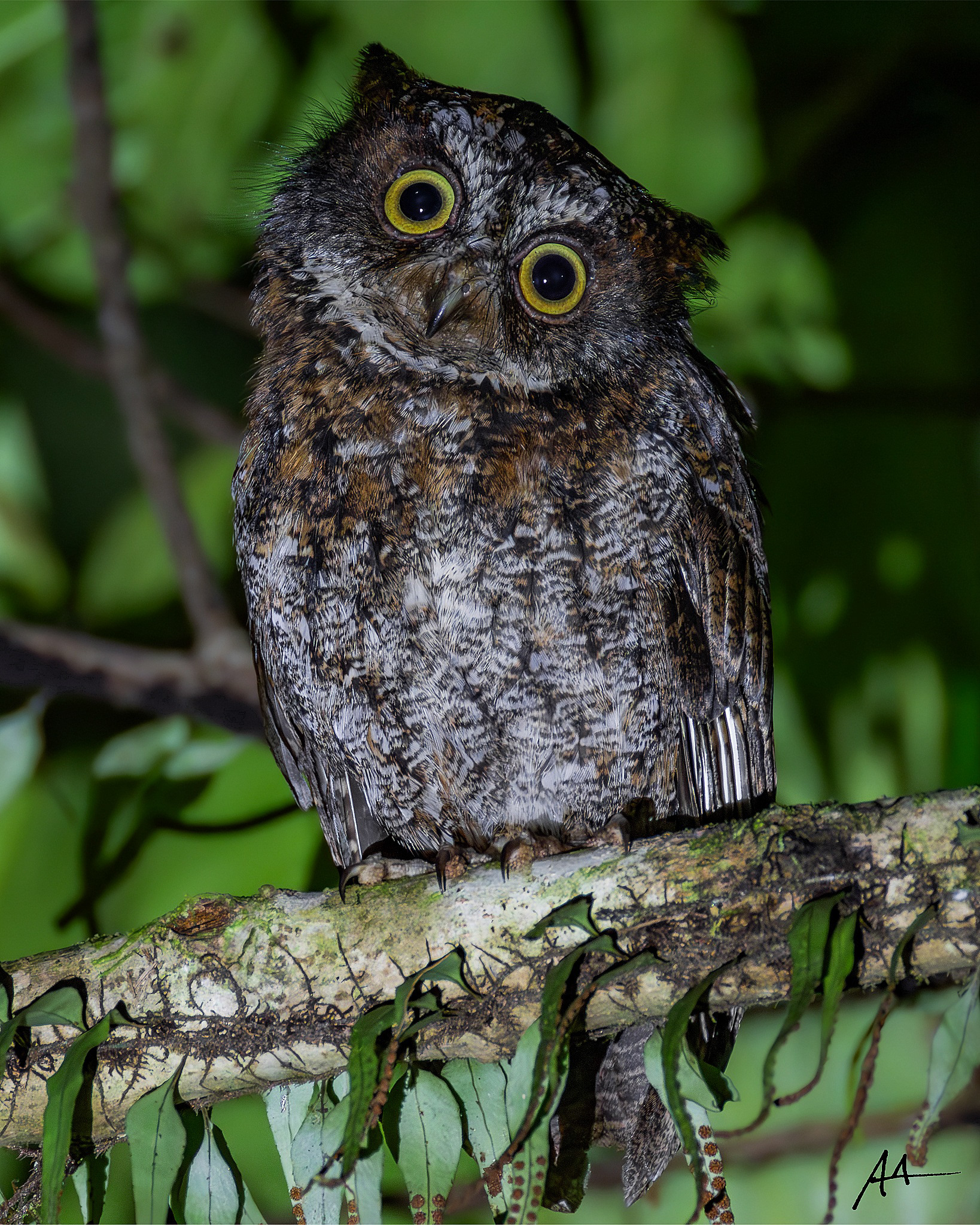 Luzon Scops Owl