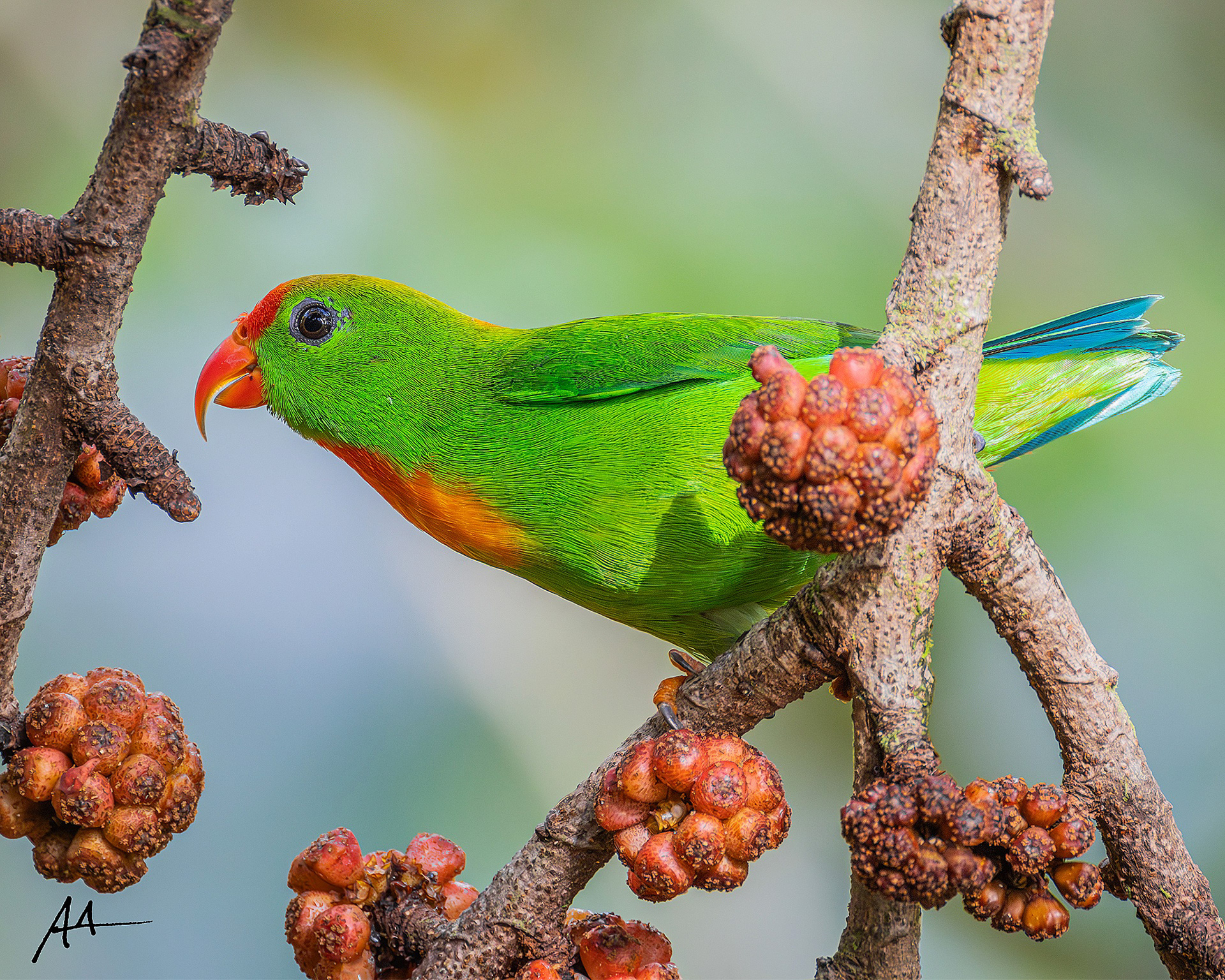 Philippine Hanging Parrot