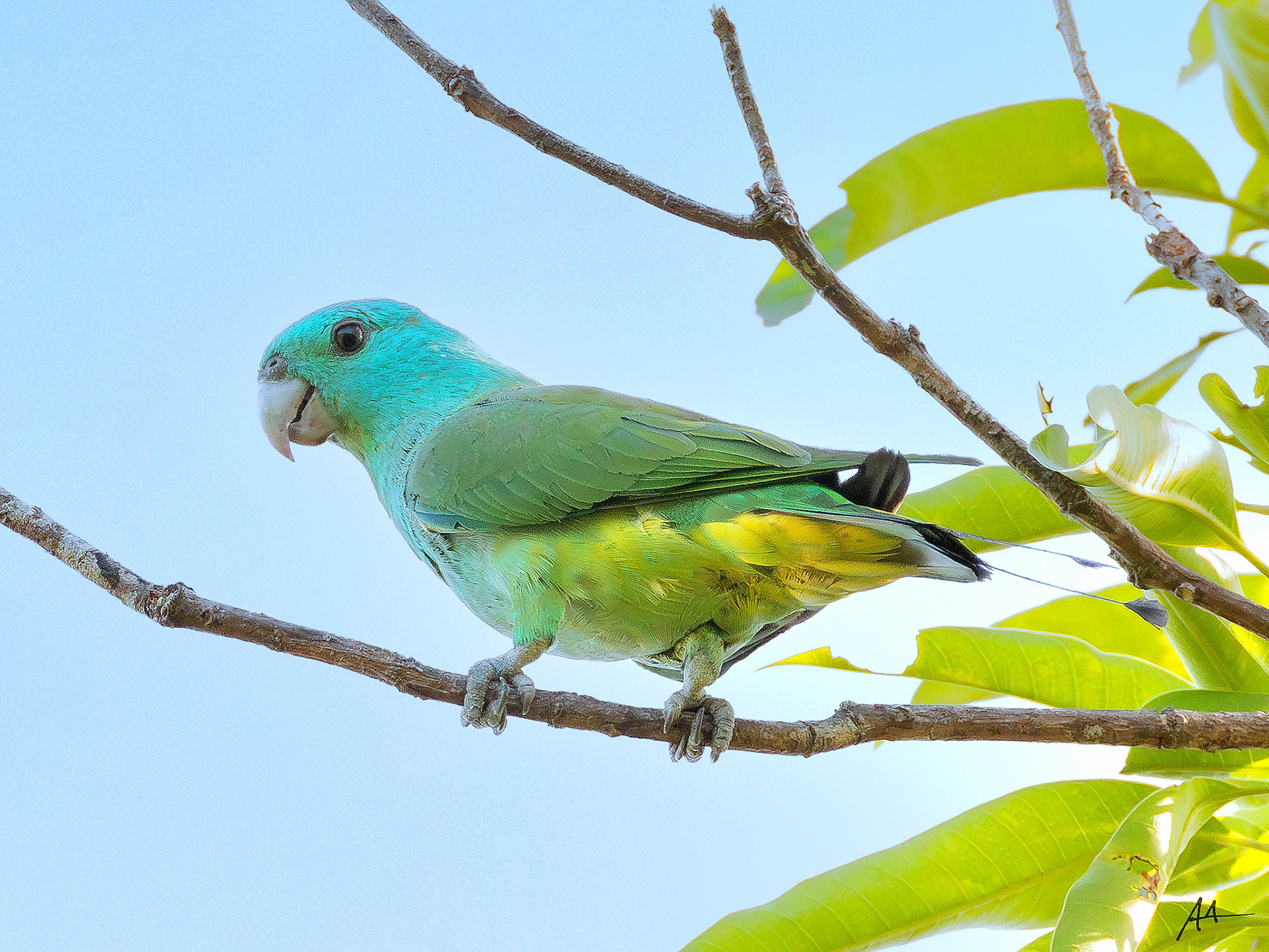 Blue-headed Racquet-tail | May 2024 | Coron, Palawan