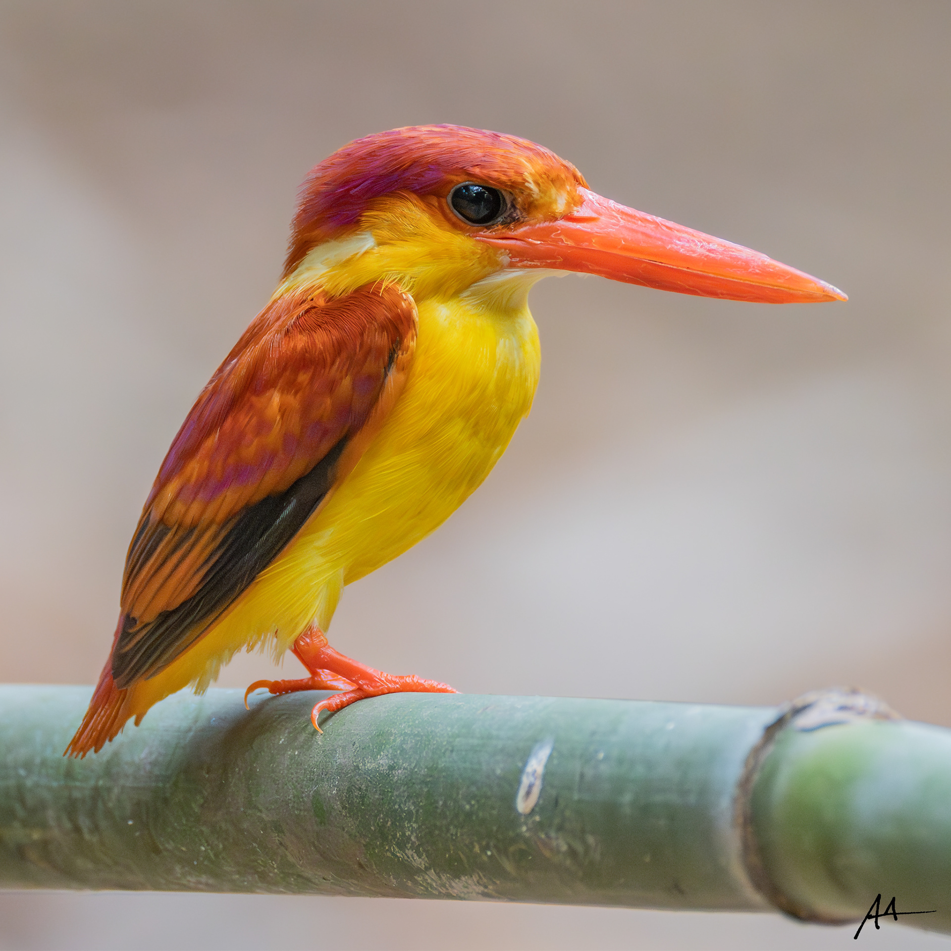Rufous-backed Dwarf Kingfisher