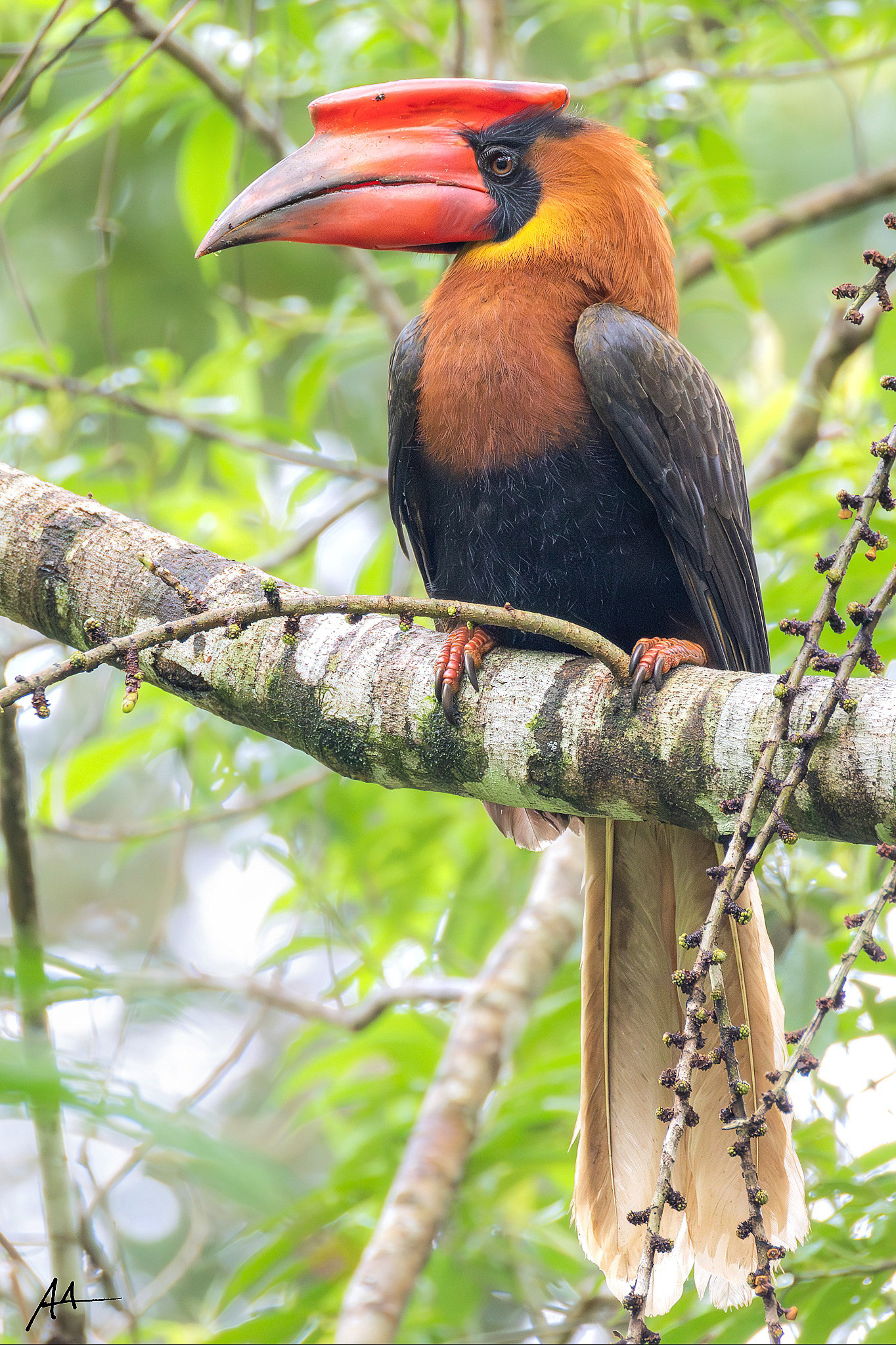 Northern Rufous Hornbill