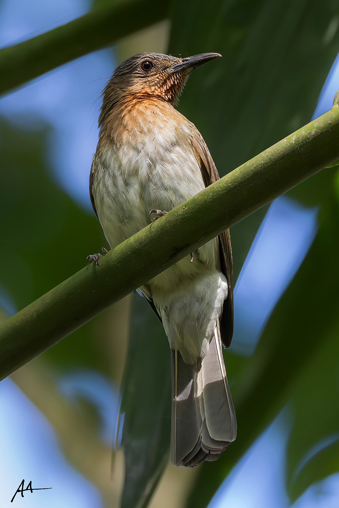 Philippine Bulbul