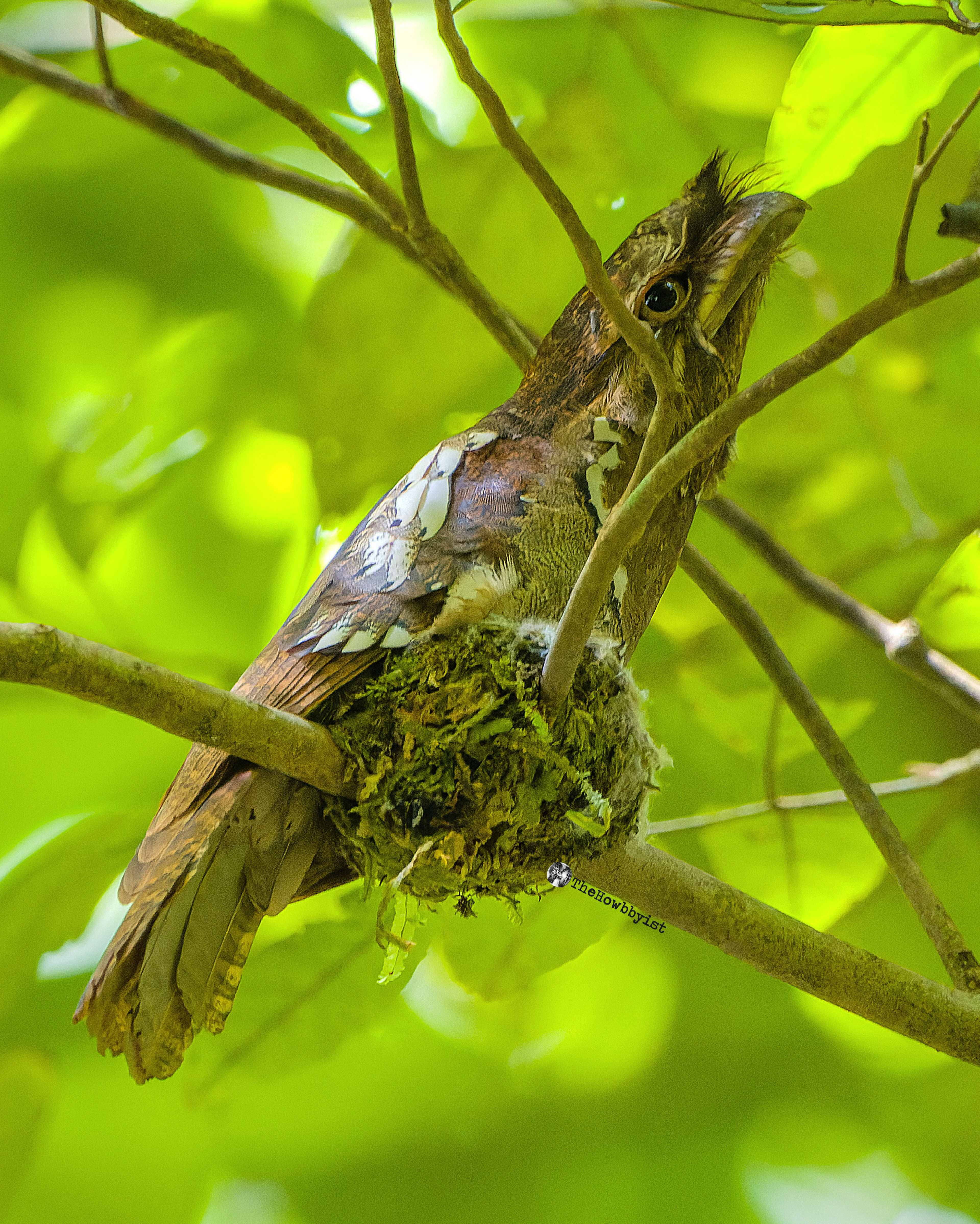 Philippine Frogmouth