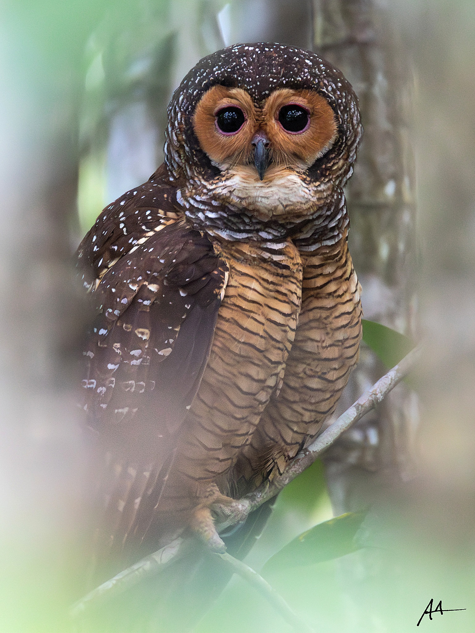 Spotted Wood Owl | January 2024 | Puerto Princesa, Palawan