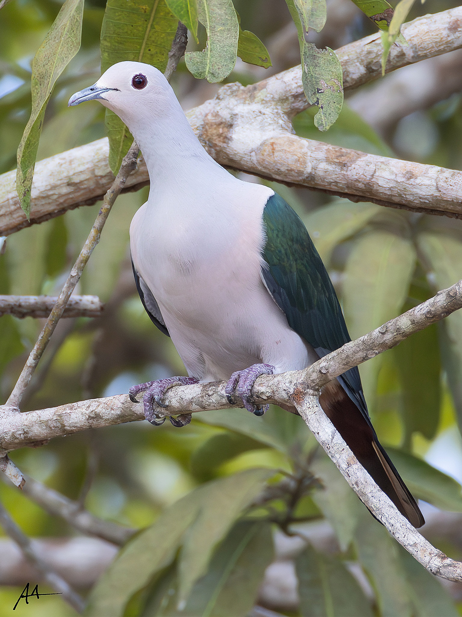 Green Imperial Pigeon | May 2024 | Coron, Palawan