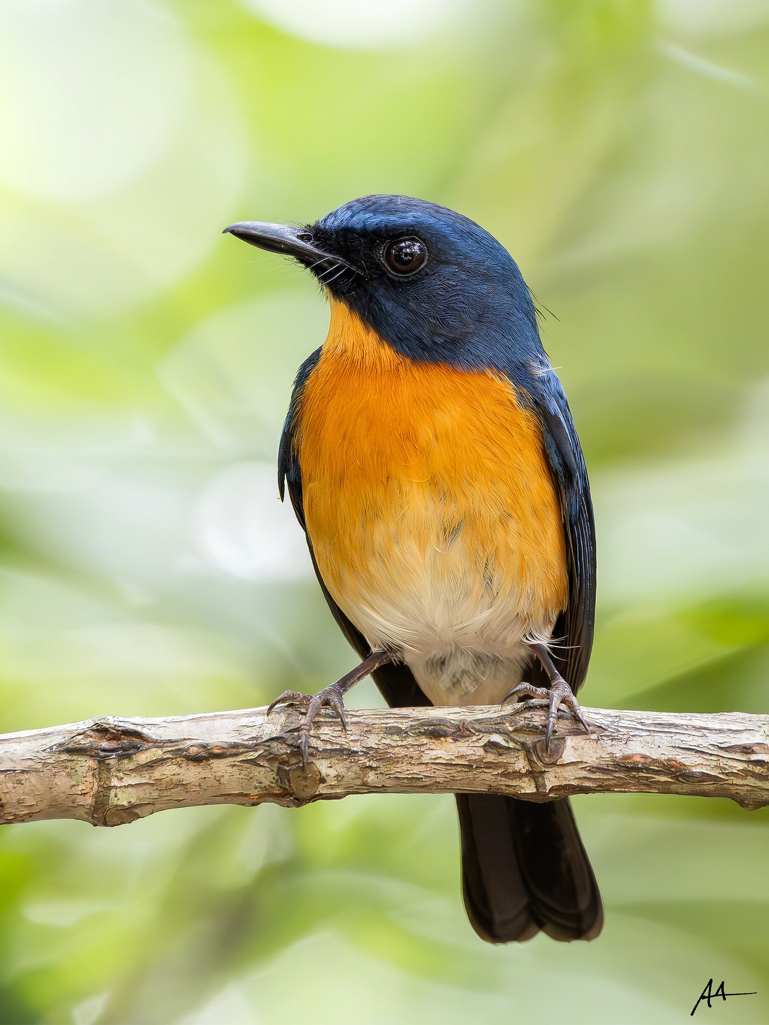 Mangrove Blue Flycatcher