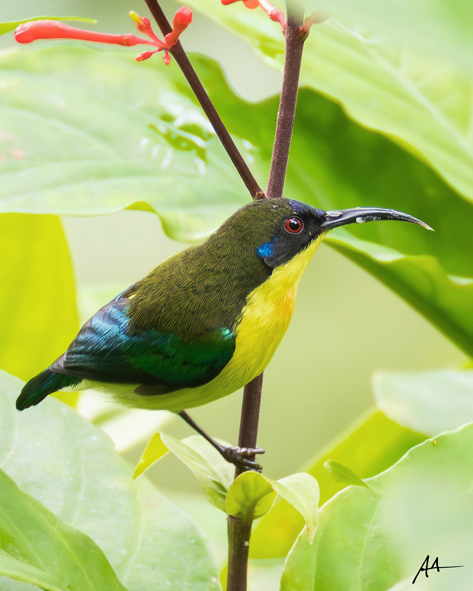 Luzon Sunbird