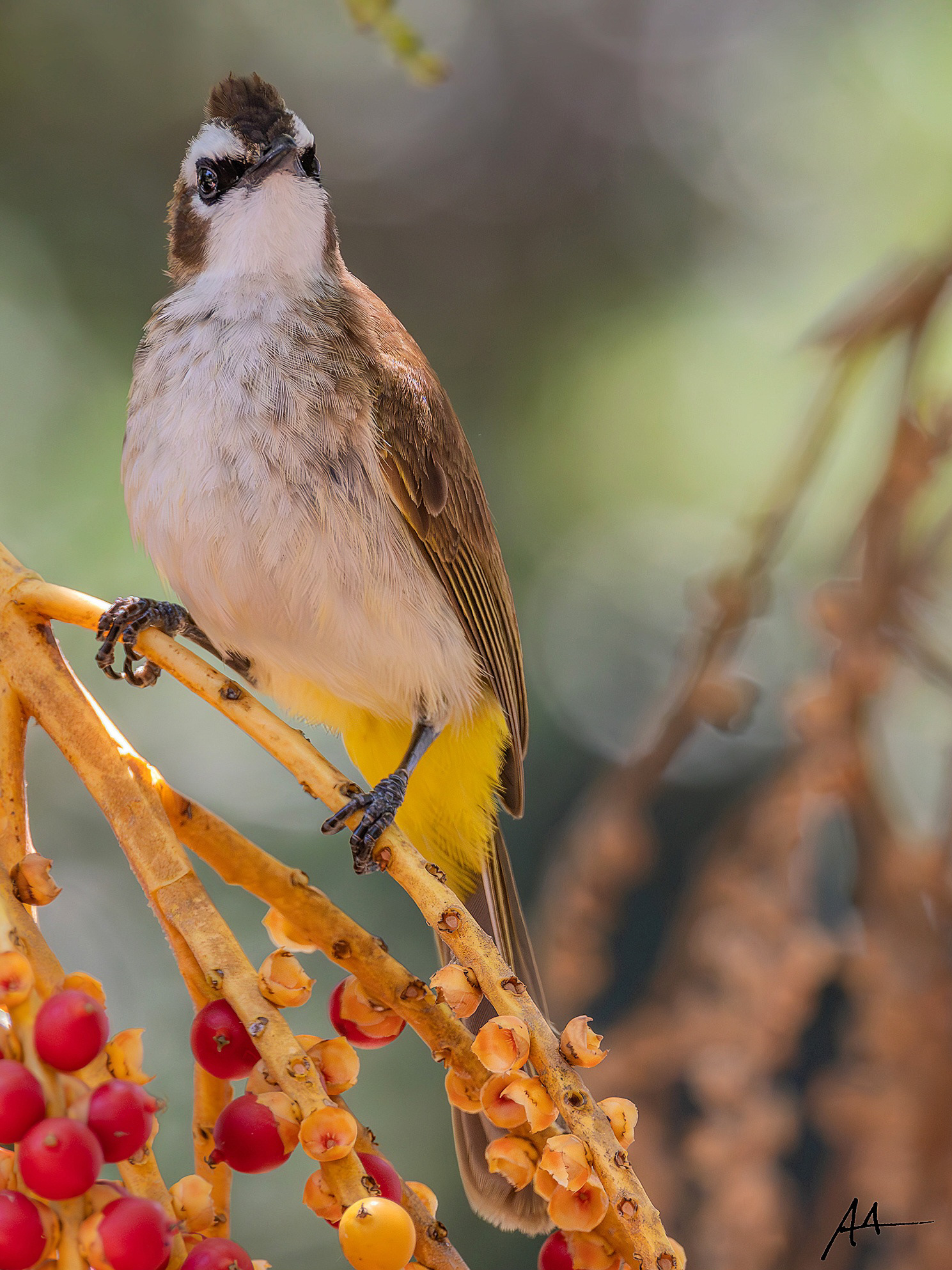 Yellow-vented Bulbul