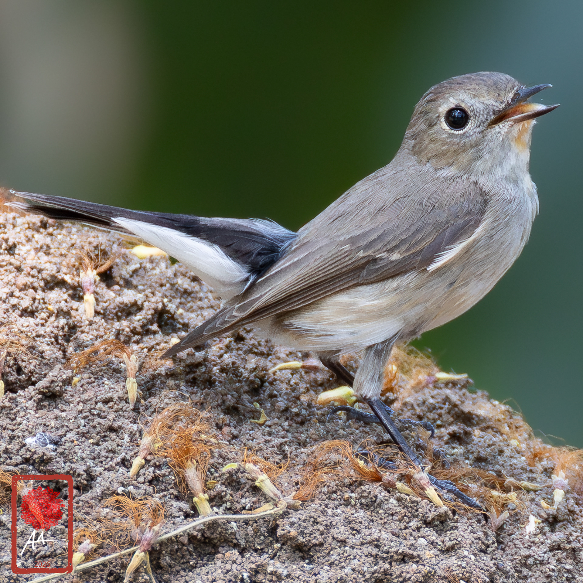 Taiga Flycatcher