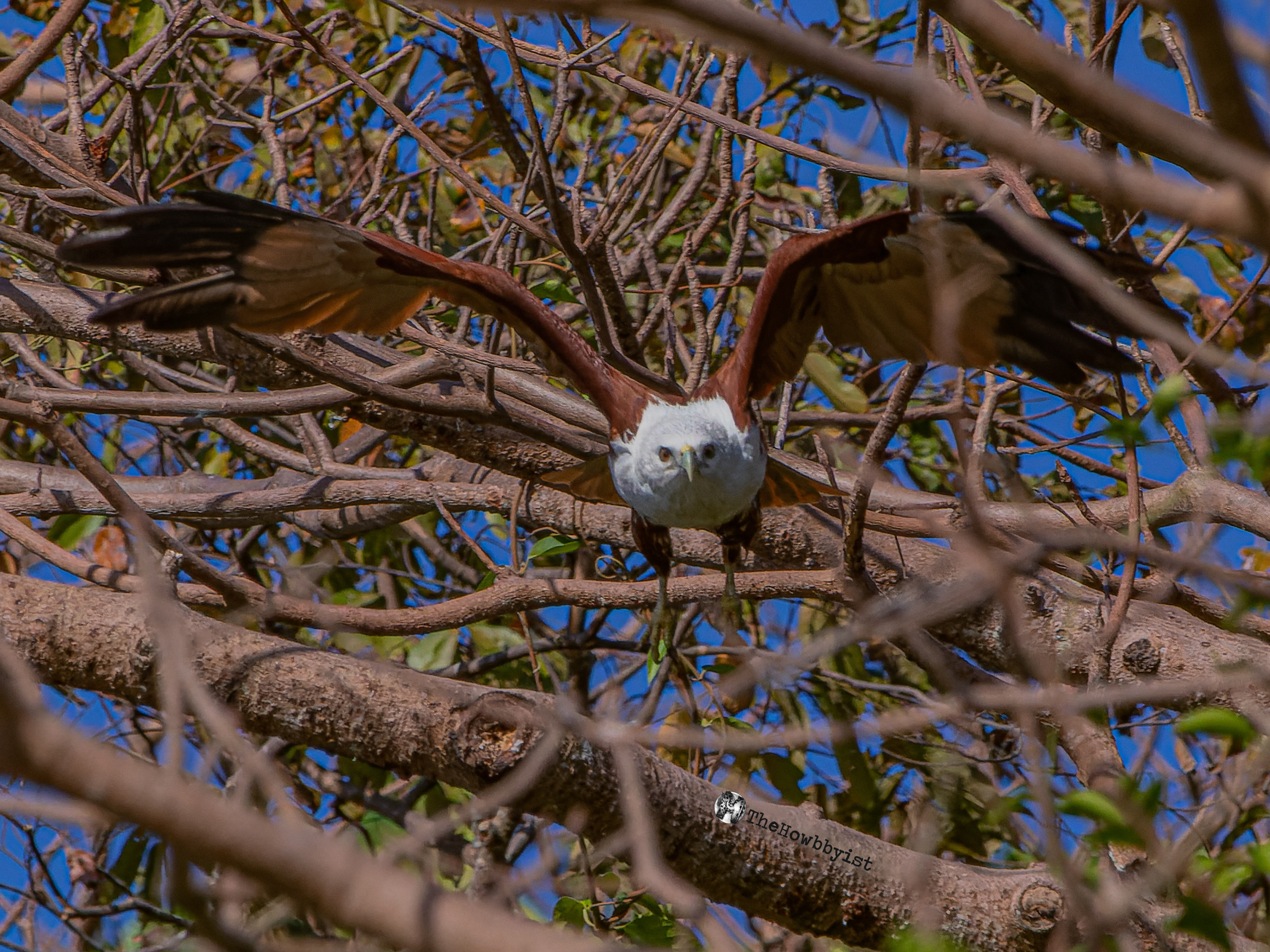 Brahminy Kite