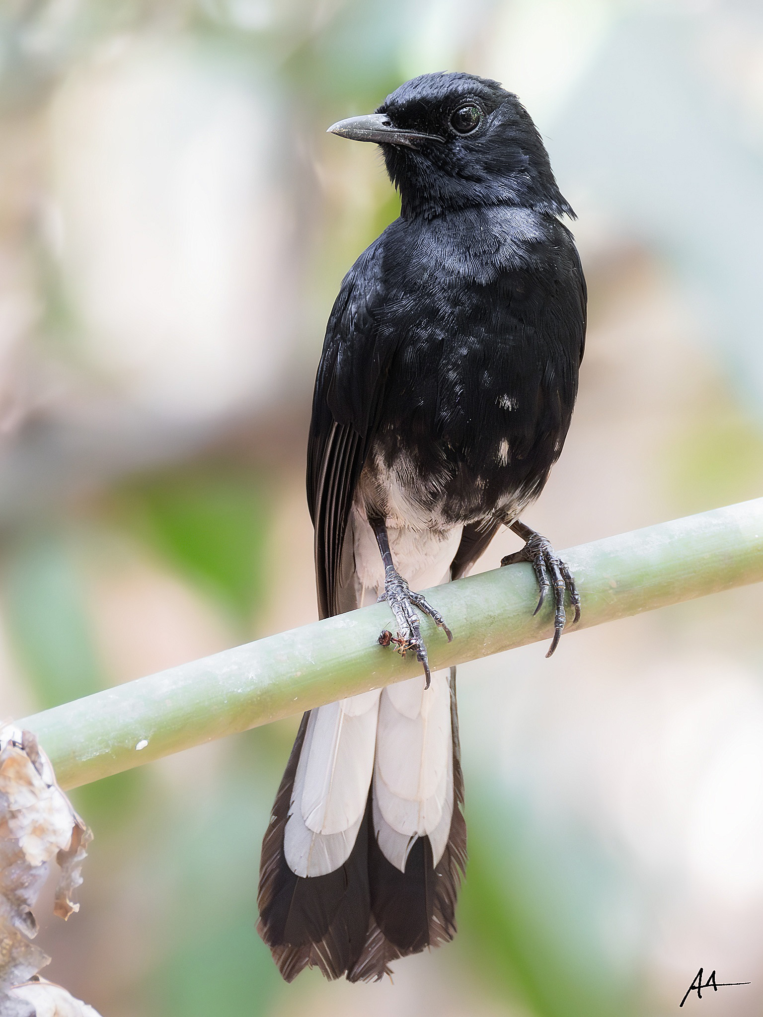 White-vented Shama | May 2024 | Coron, Palawan