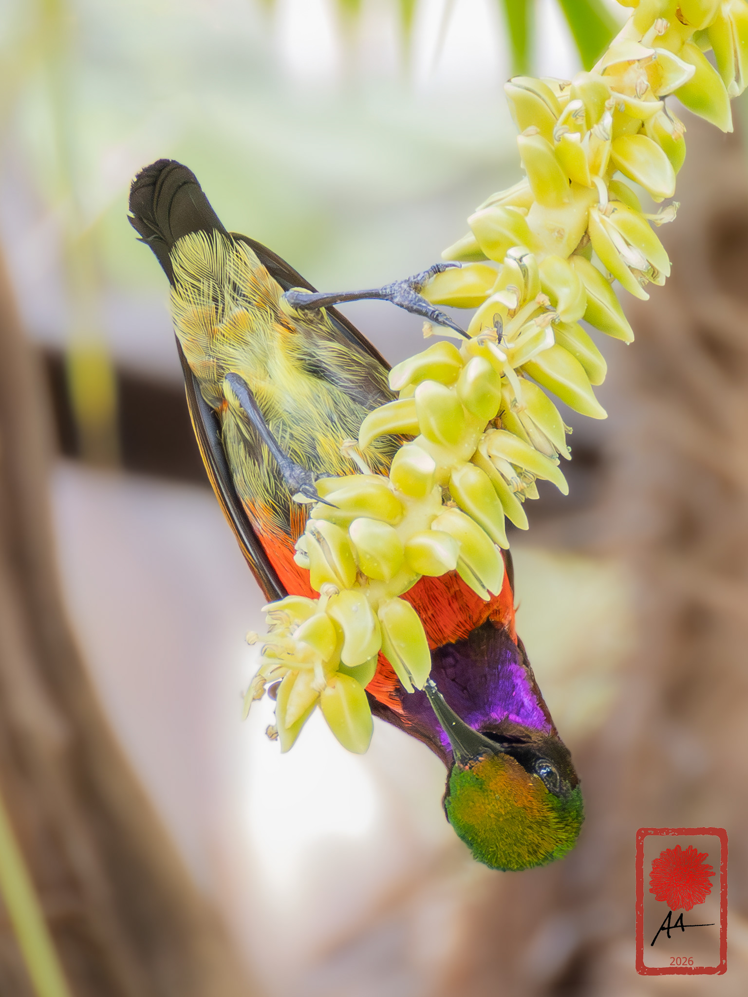 Purple-throated Sunbird