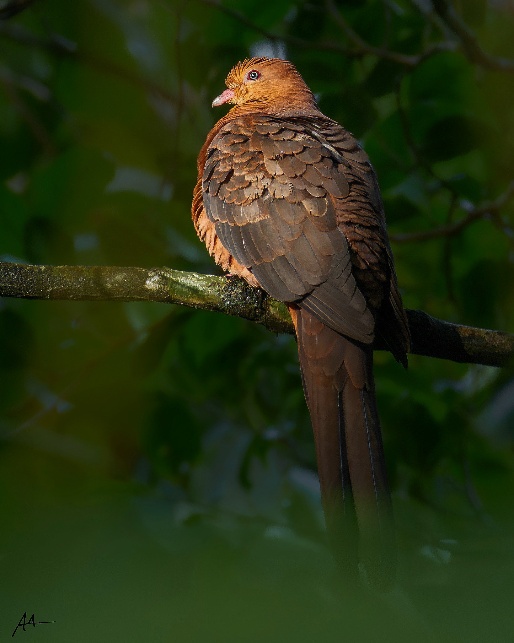 Philippine Cuckoo Dove