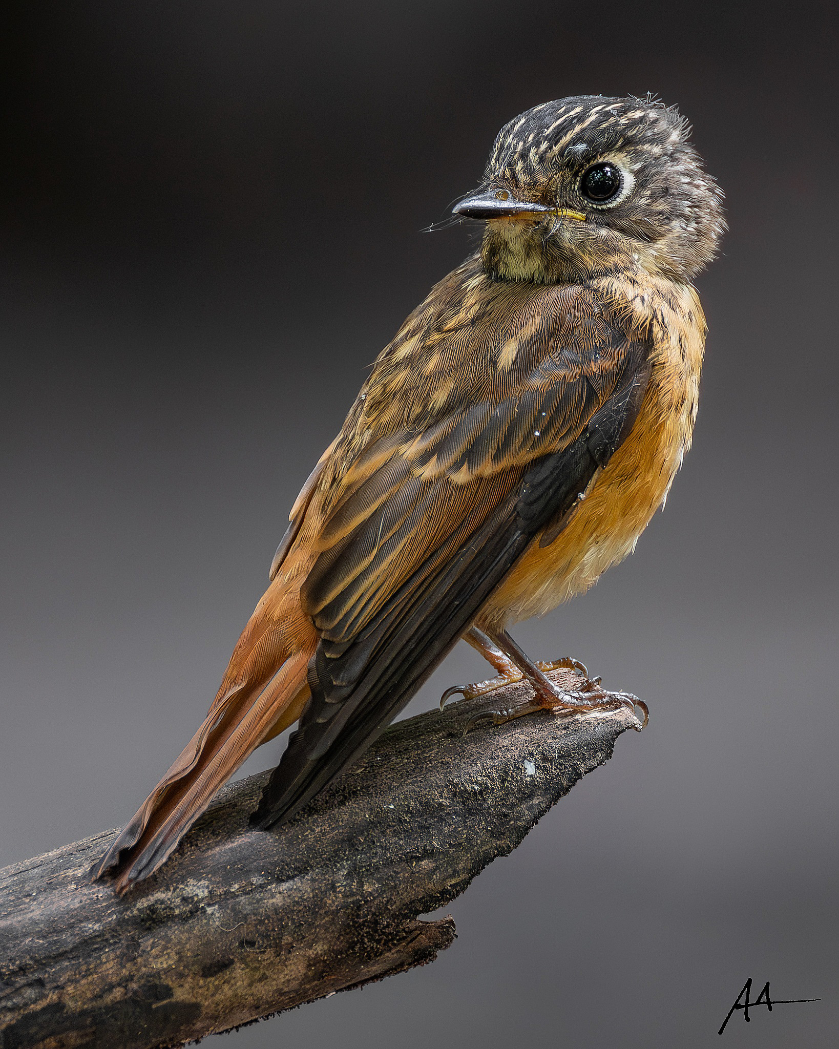 Ferruginous Flycatcher
