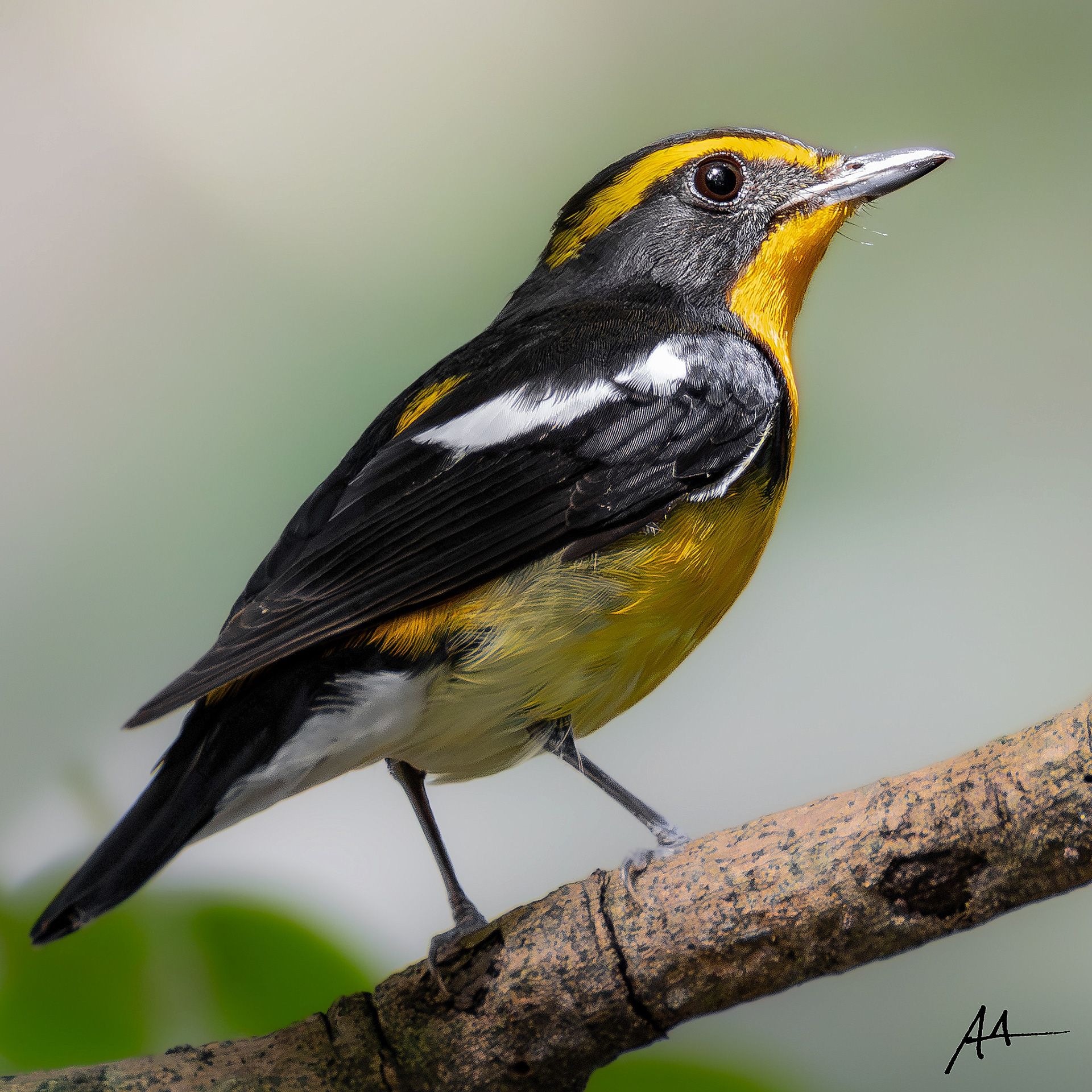 Narcissus Flycatcher