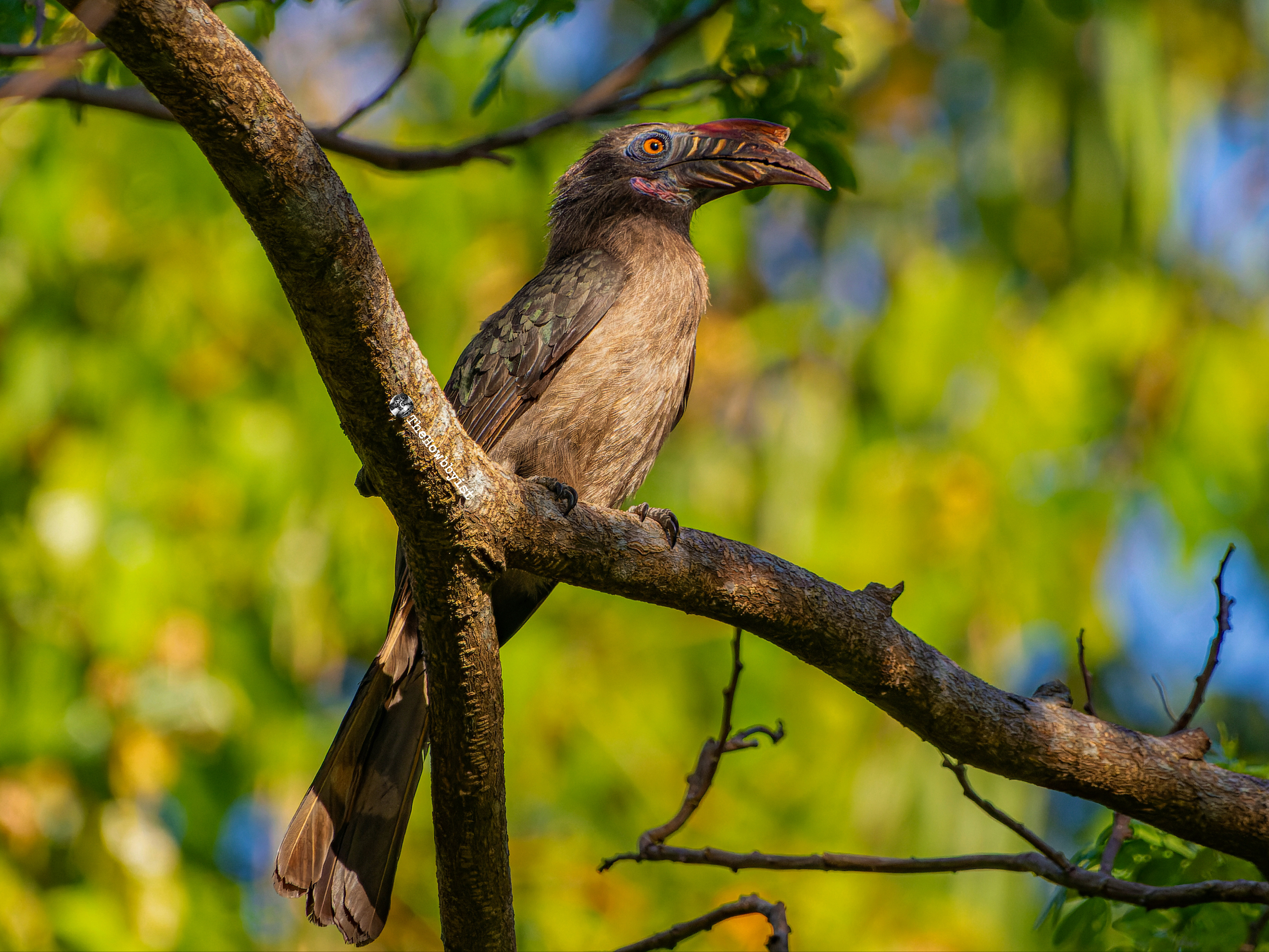 Luzon Hornbill (Female)
