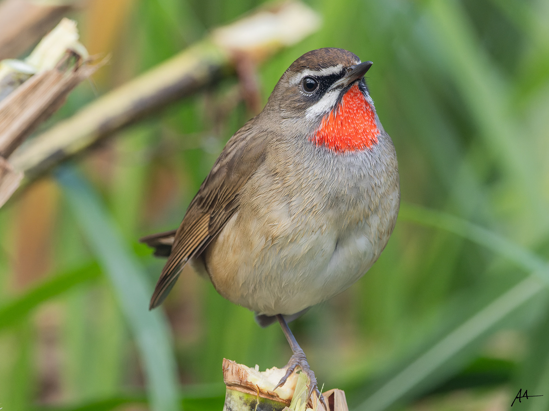 Siberian Rubythroat