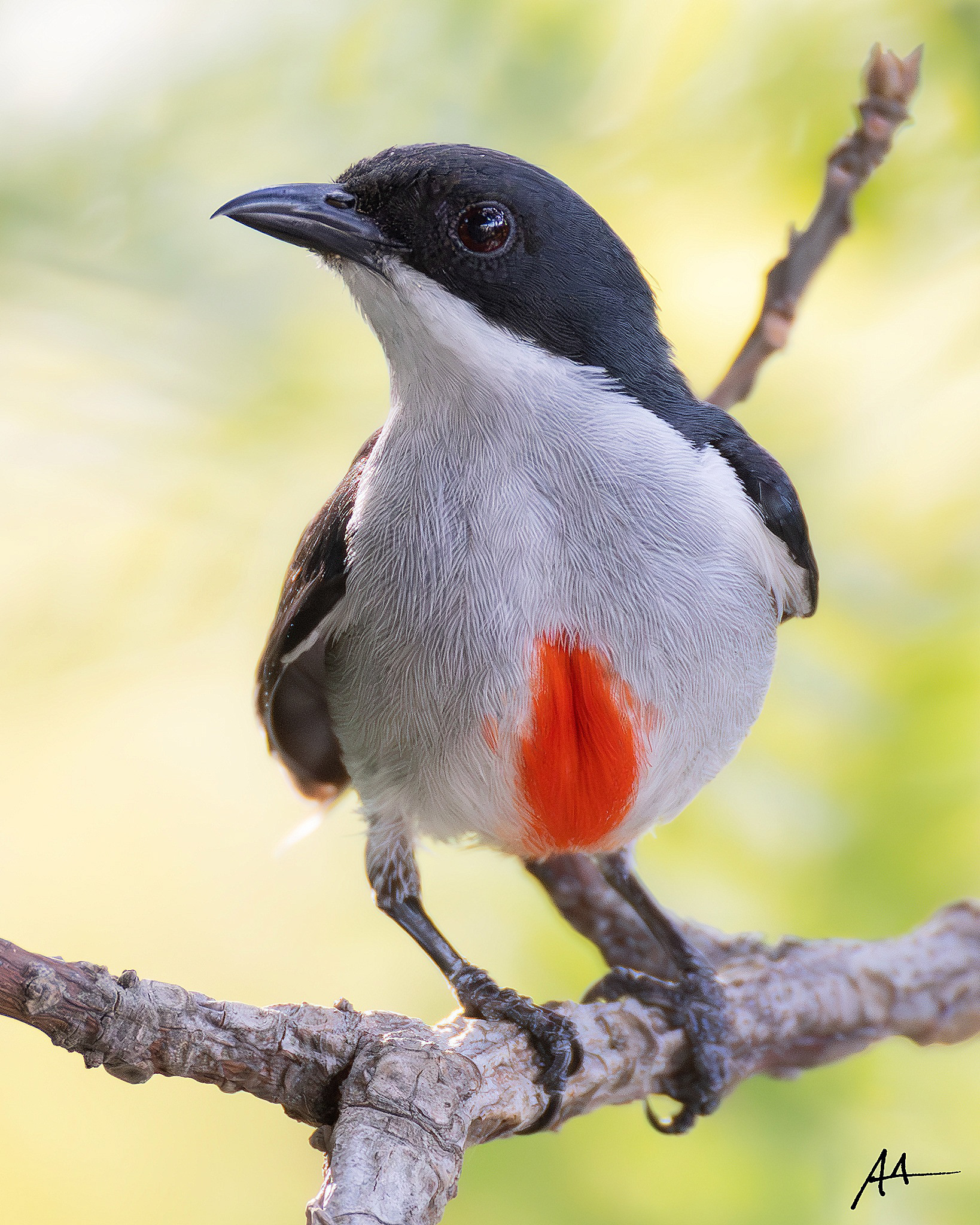Red-keeled Flowerpecker