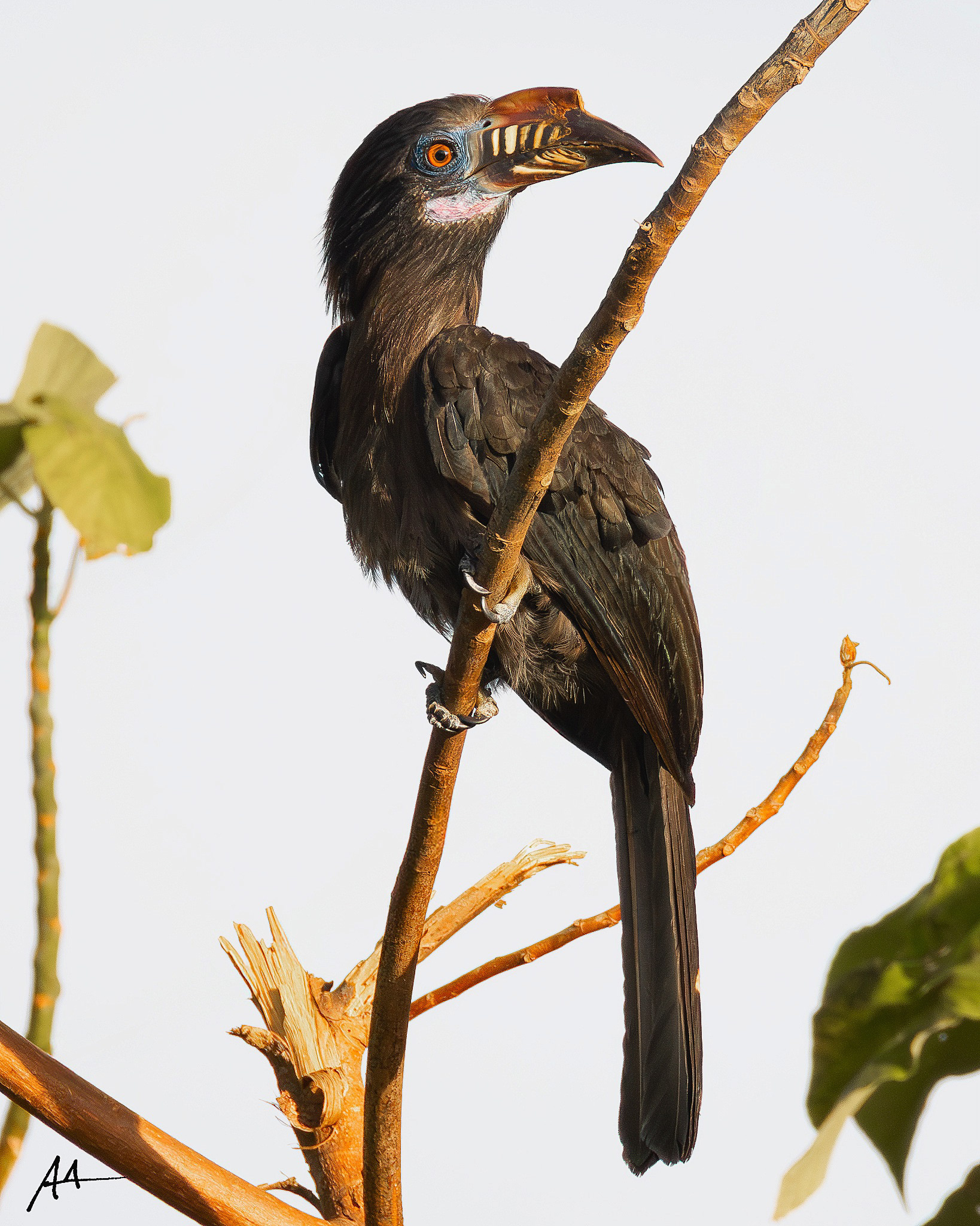 Luzon Hornbill (Female)