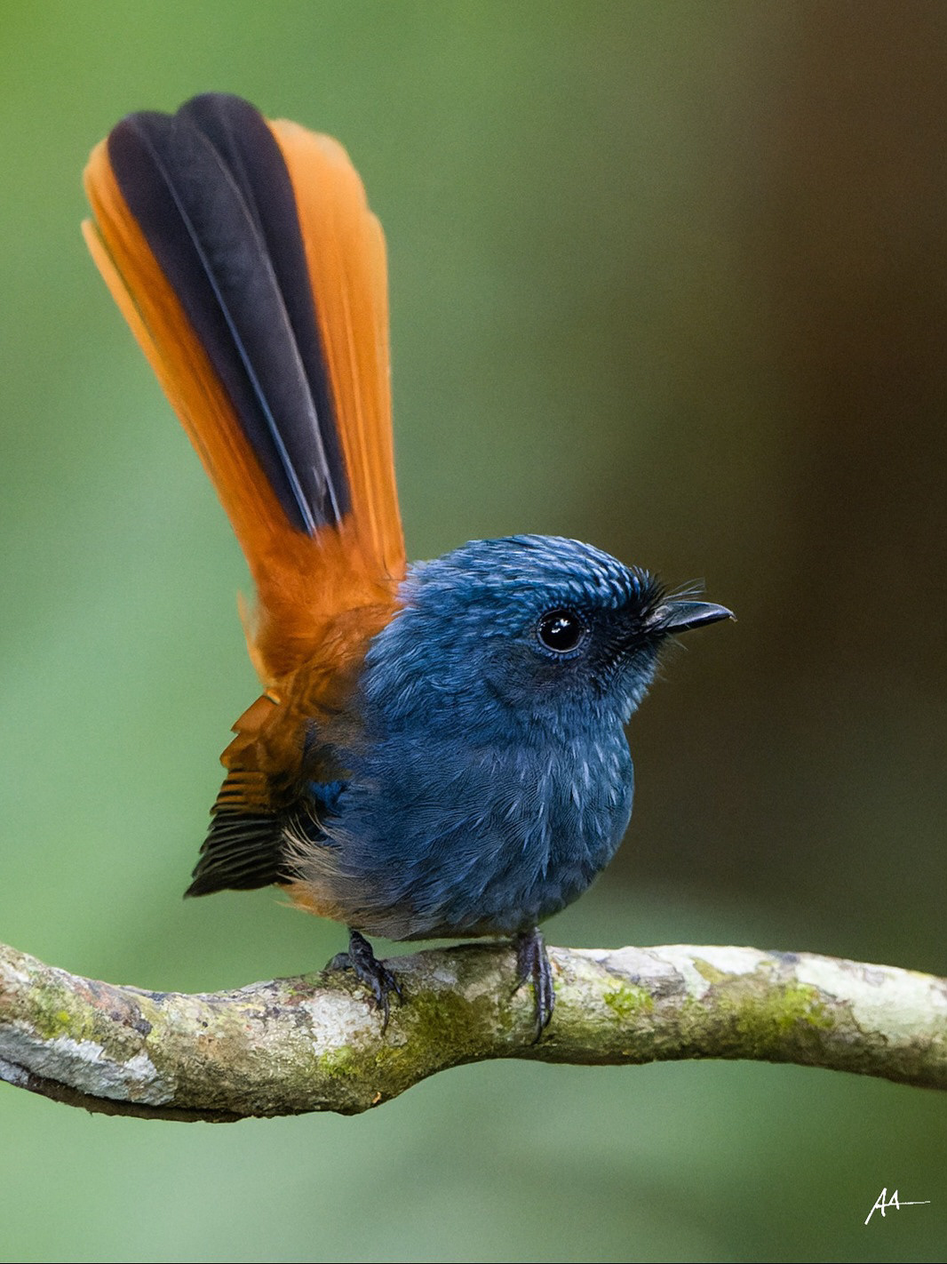 Blue-headed Fantail