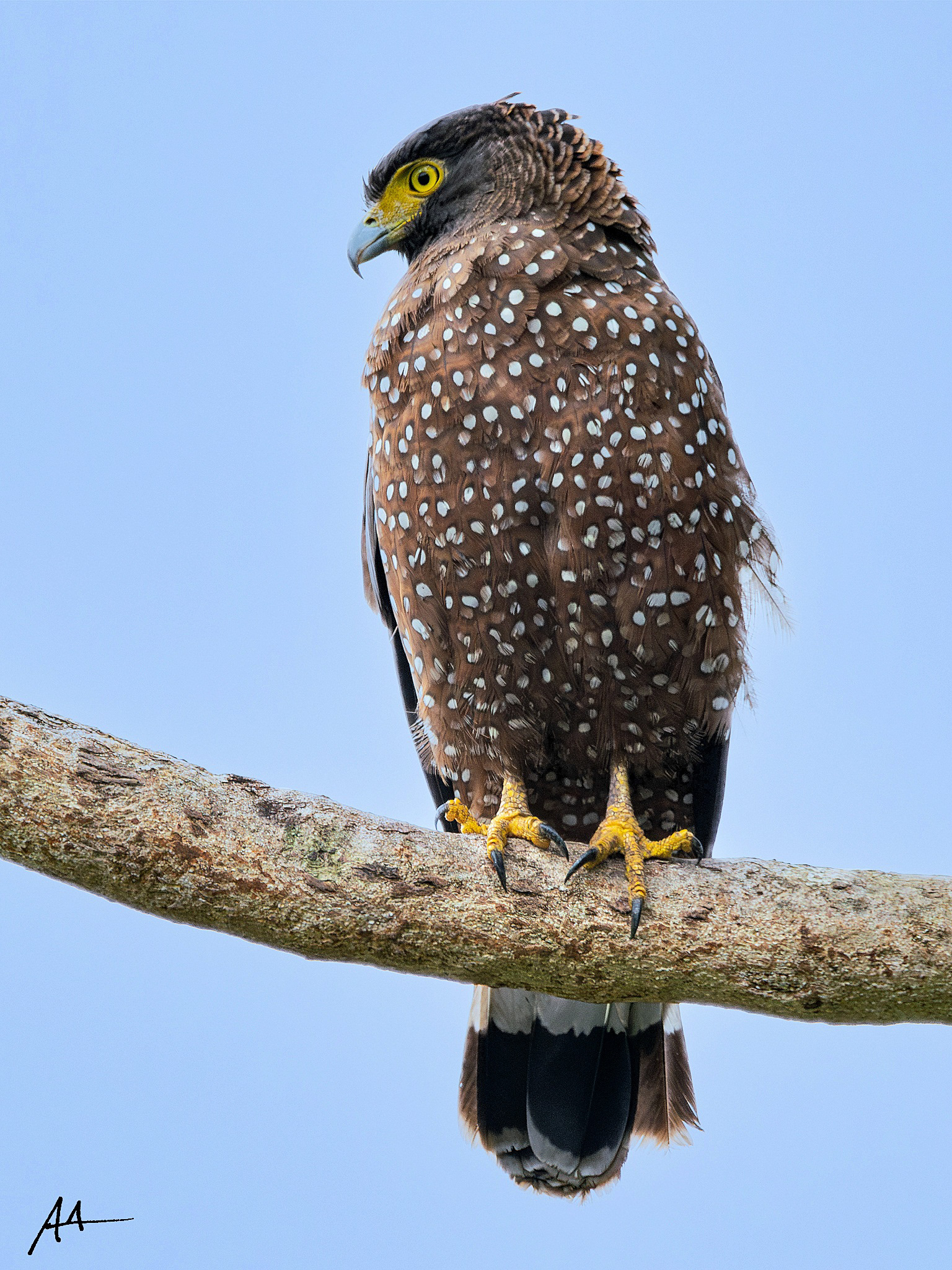 Philippine Serpent Eagle