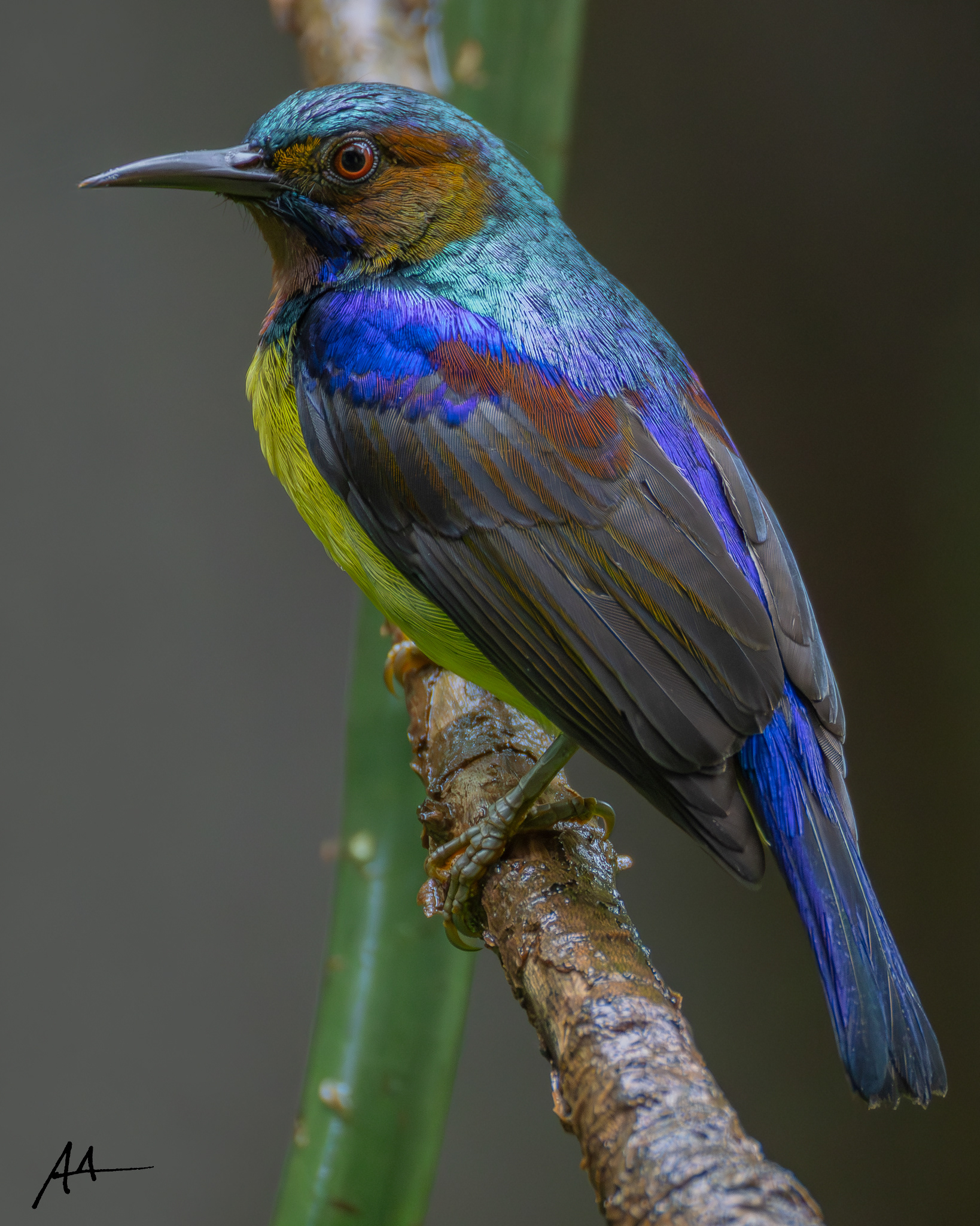 Brown-throated Sunbird