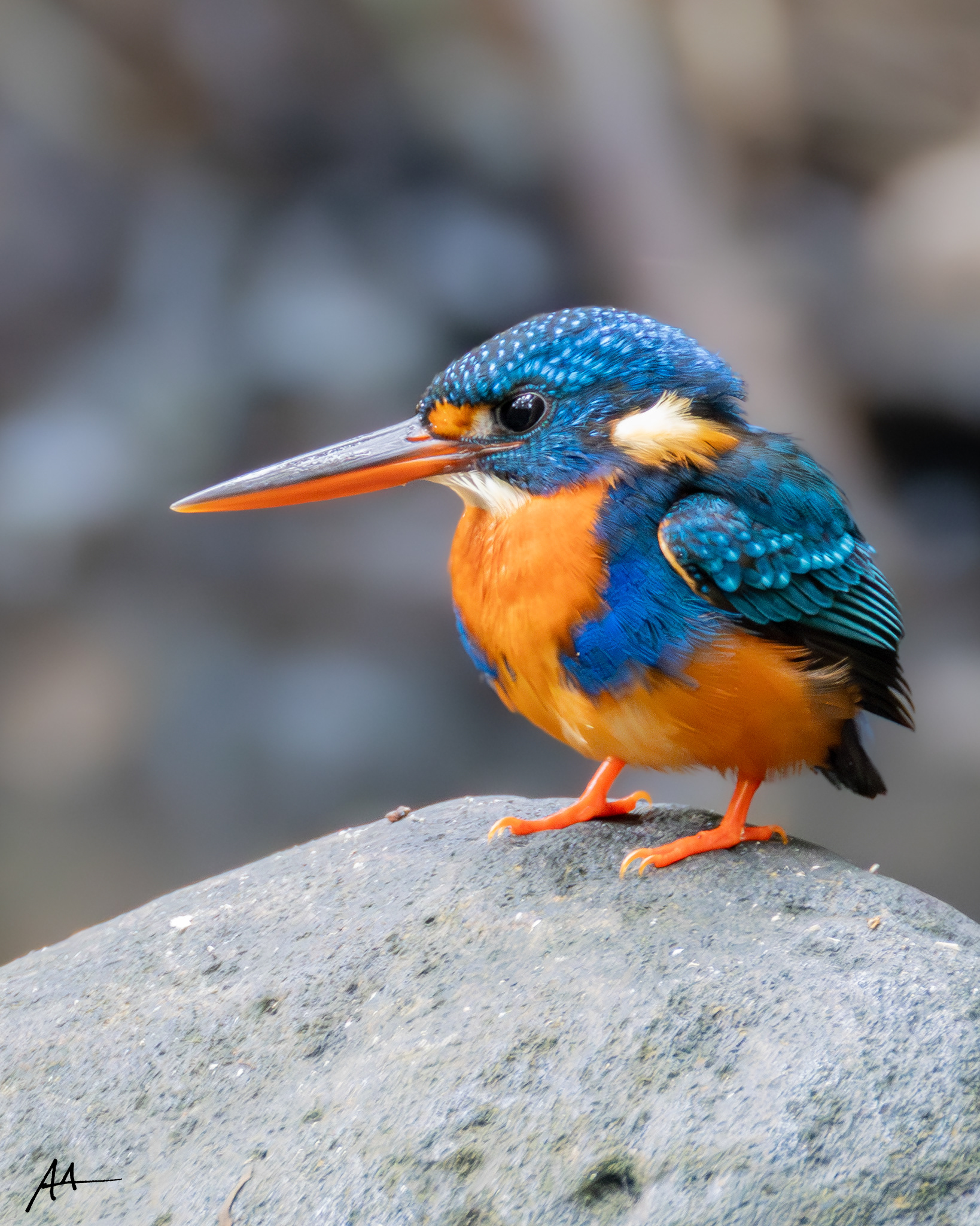 Indigo-banded Kingfisher (Female)
