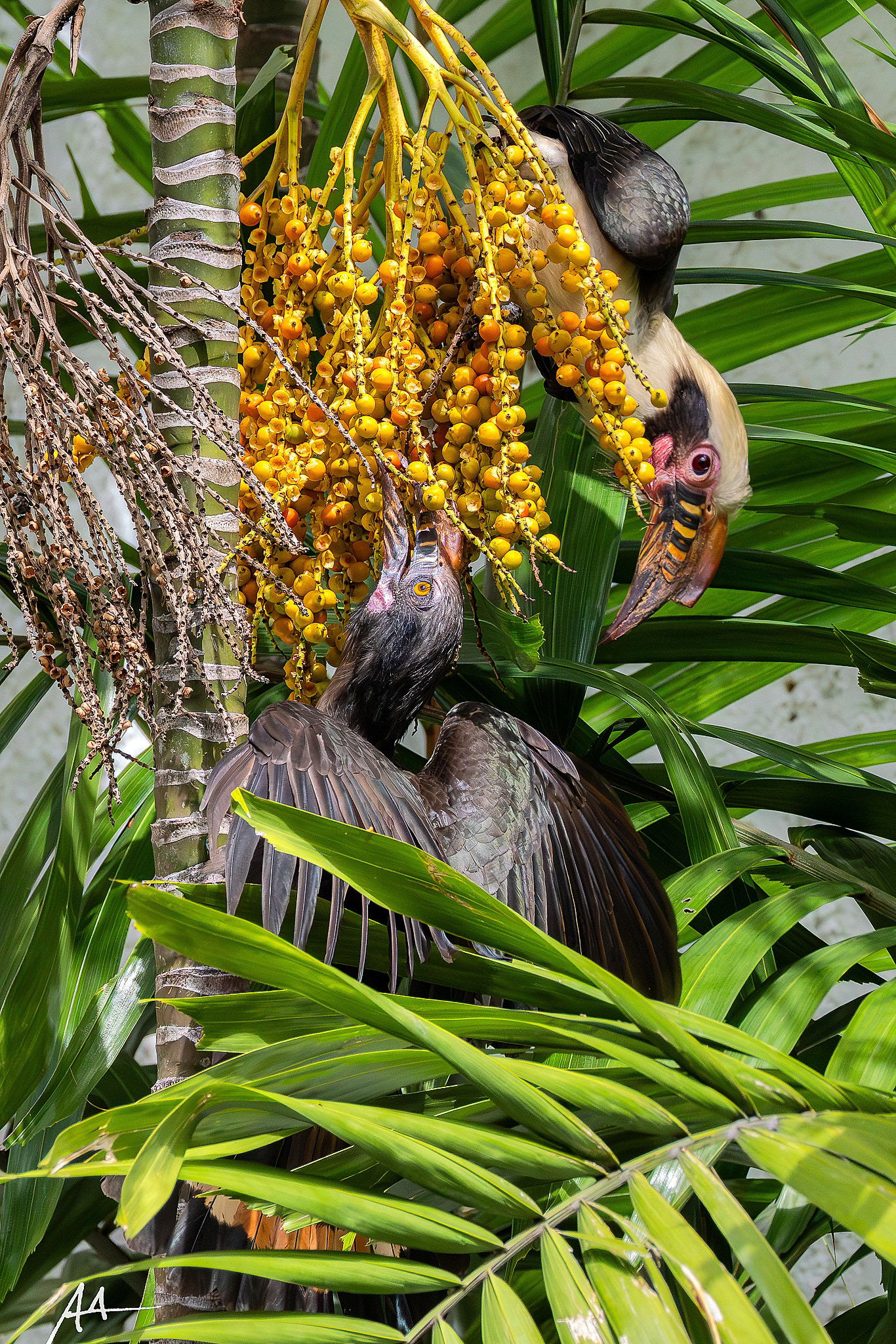 Luzon Hornbill (Male)