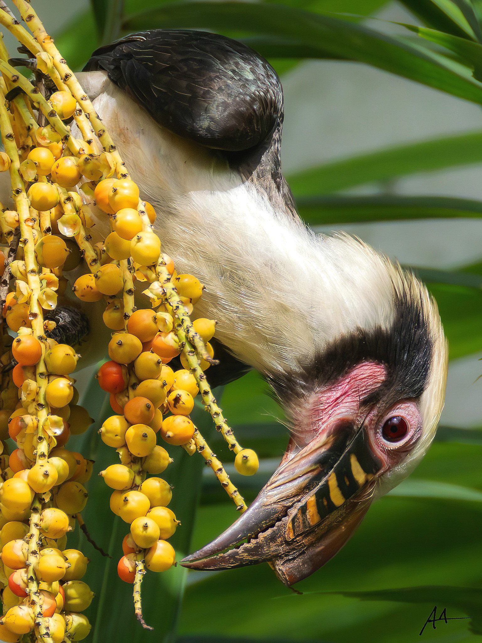 Luzon Hornbill (Male)
