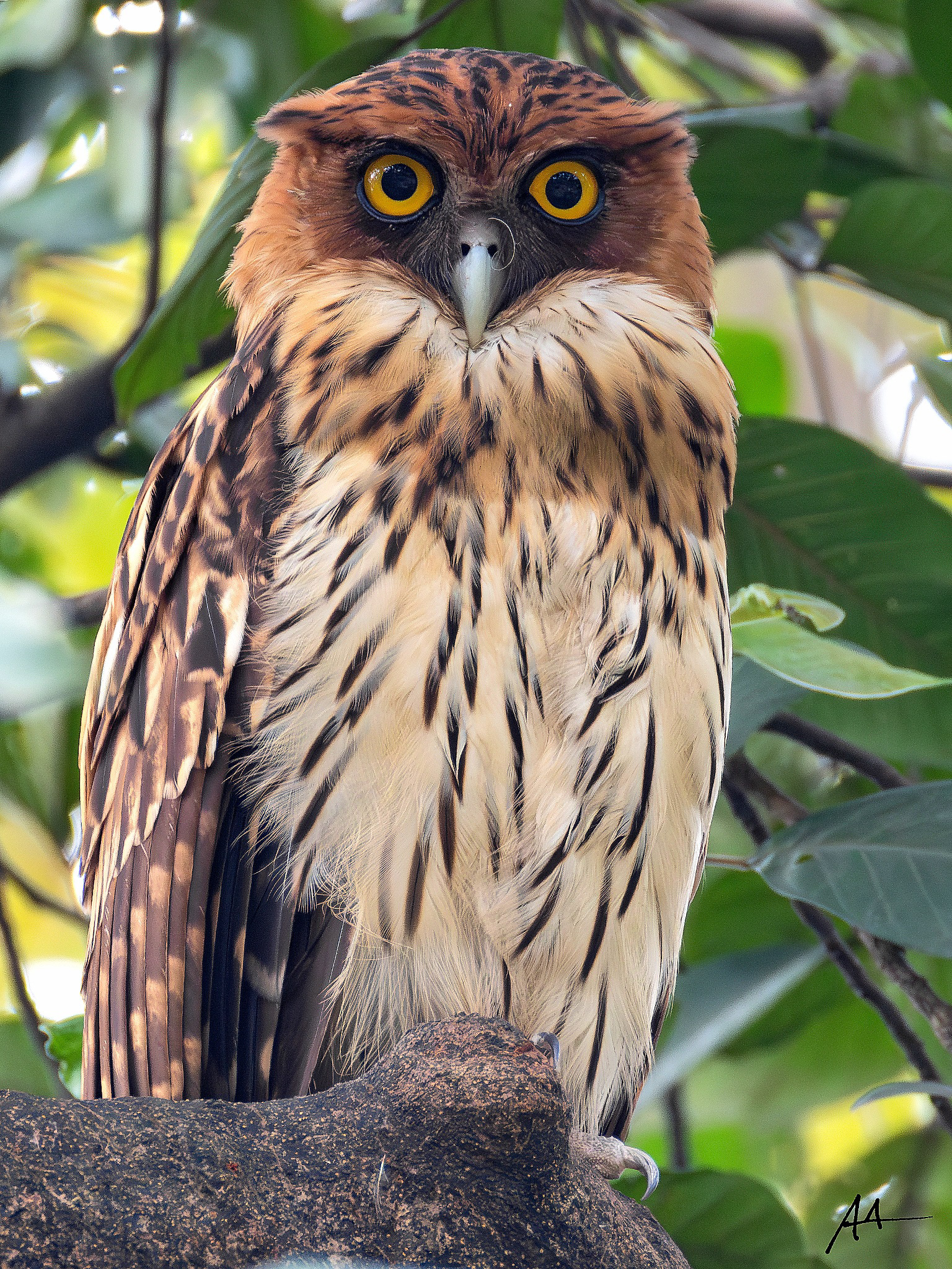Philippine Eagle Owl