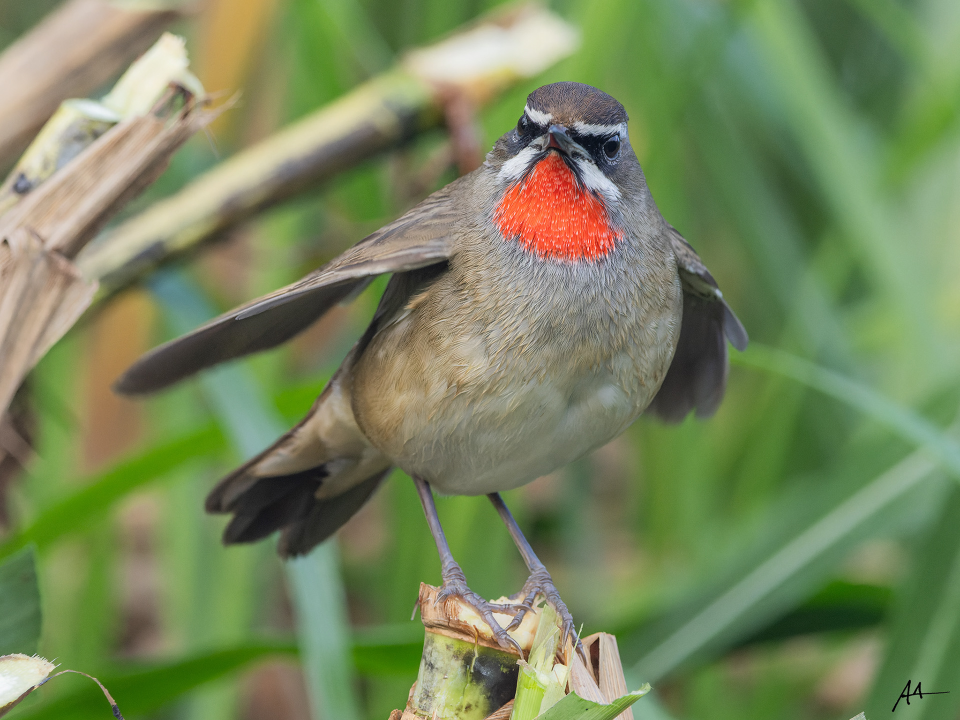 Siberian Rubythroat