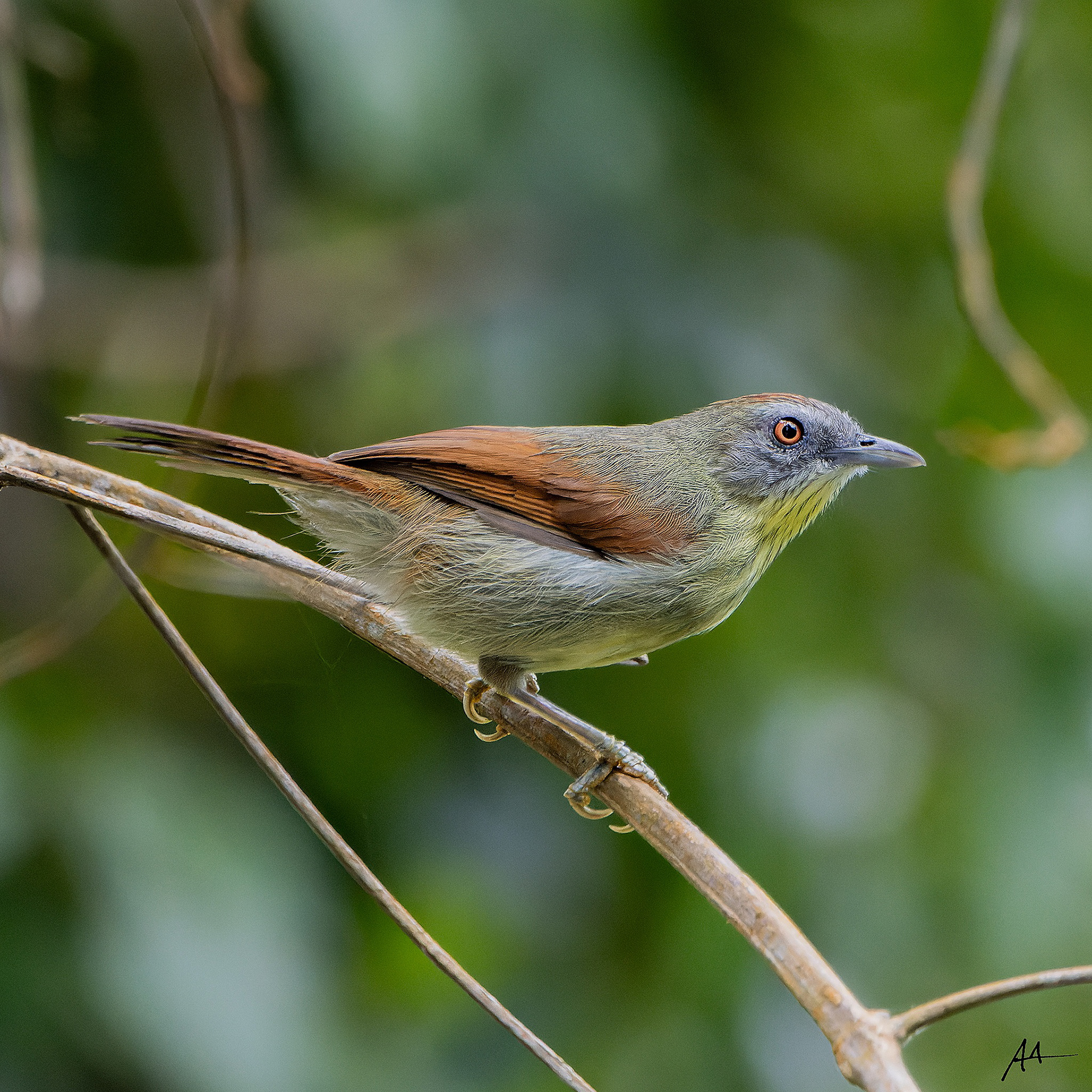 Pin-striped Tit-Babbler | January 2024 | Puerto Princesa, Palawan