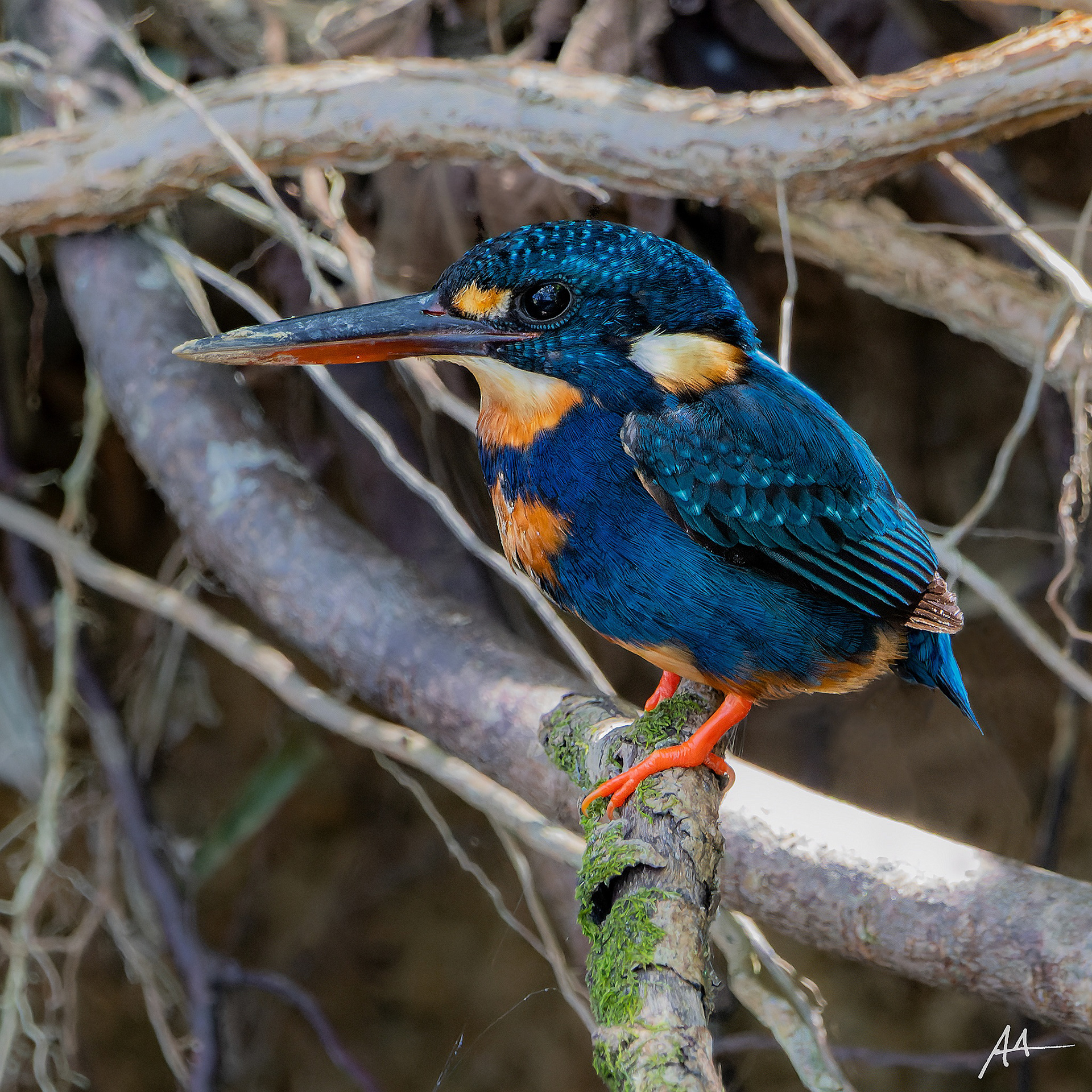 Indigo-banded Kingfisher