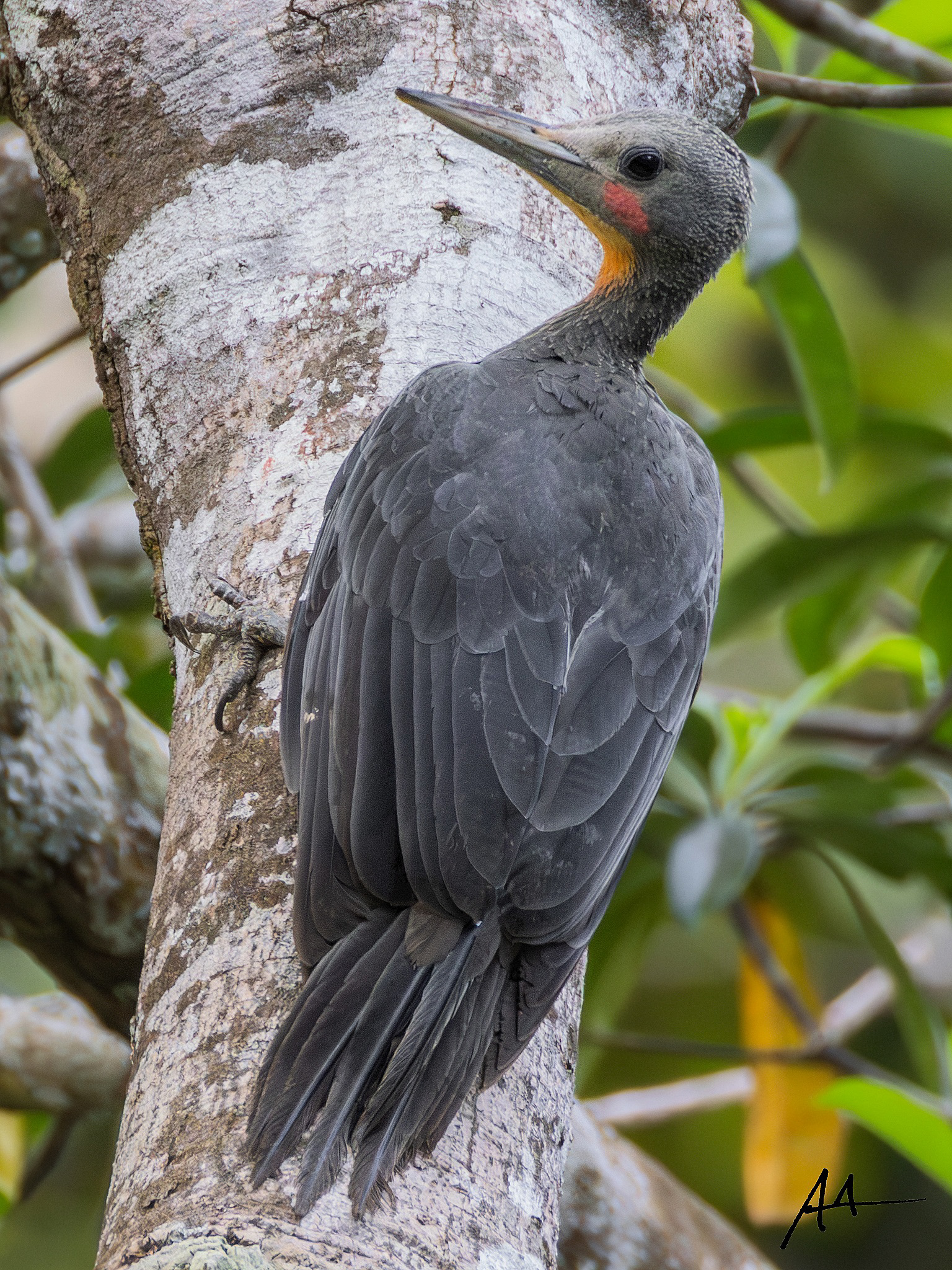 Greaty Slaty Woodpecker (Male)