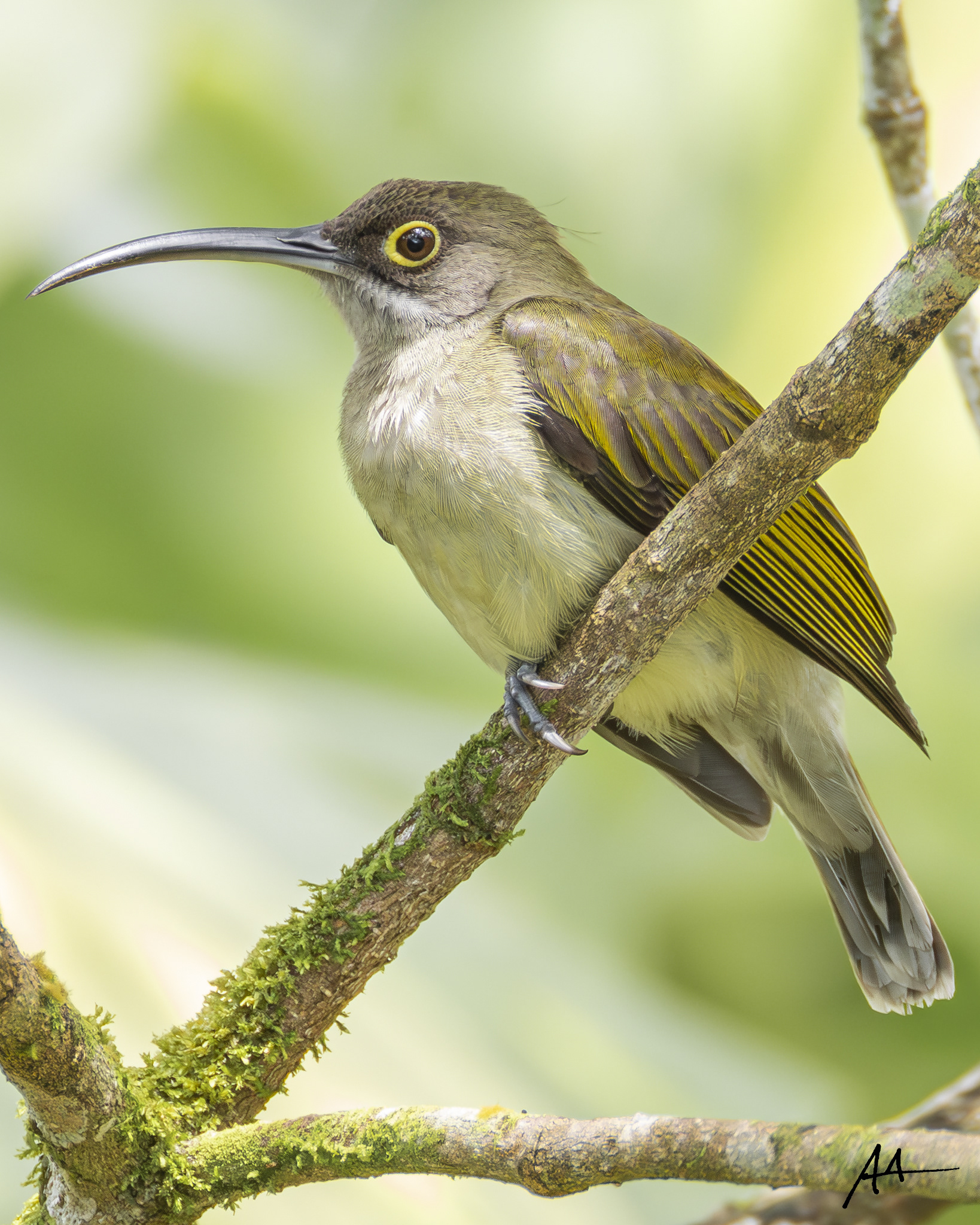 Pale Spiderhunter