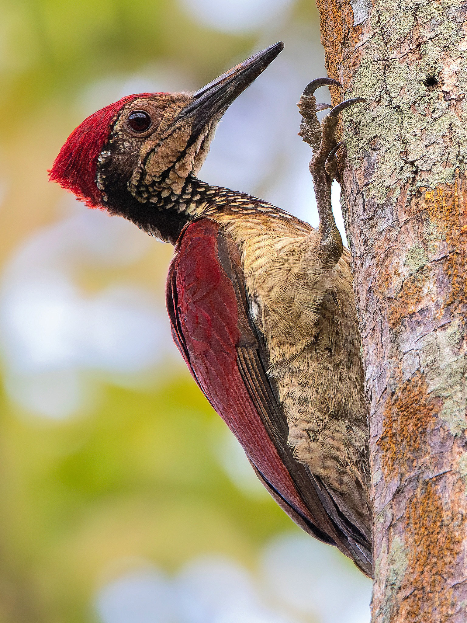 Luzon Flameback